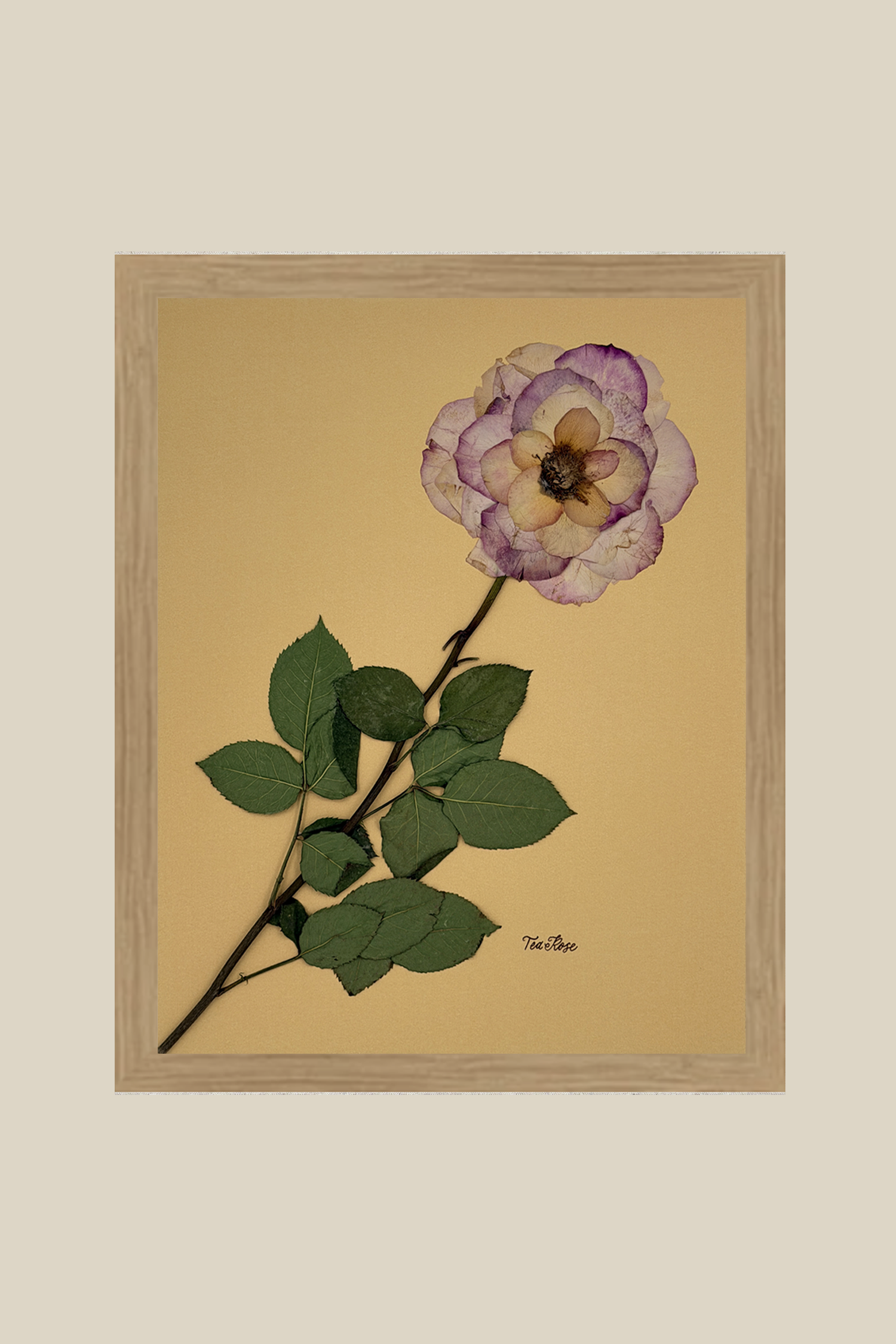Tea Rose on Mustard