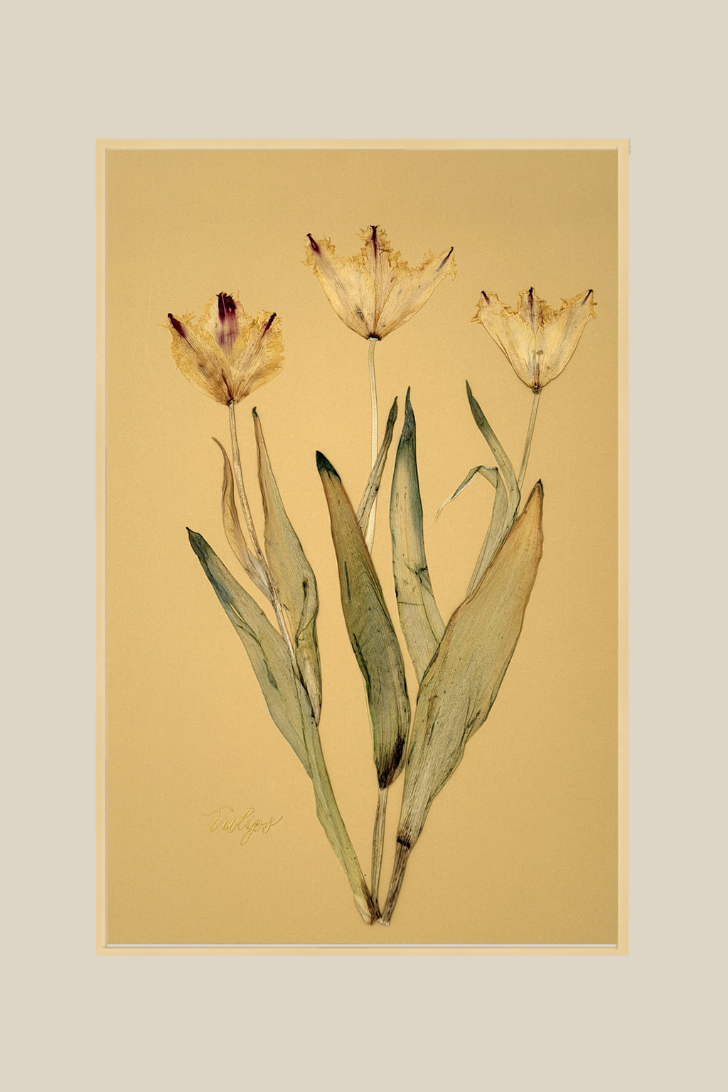 Tulips