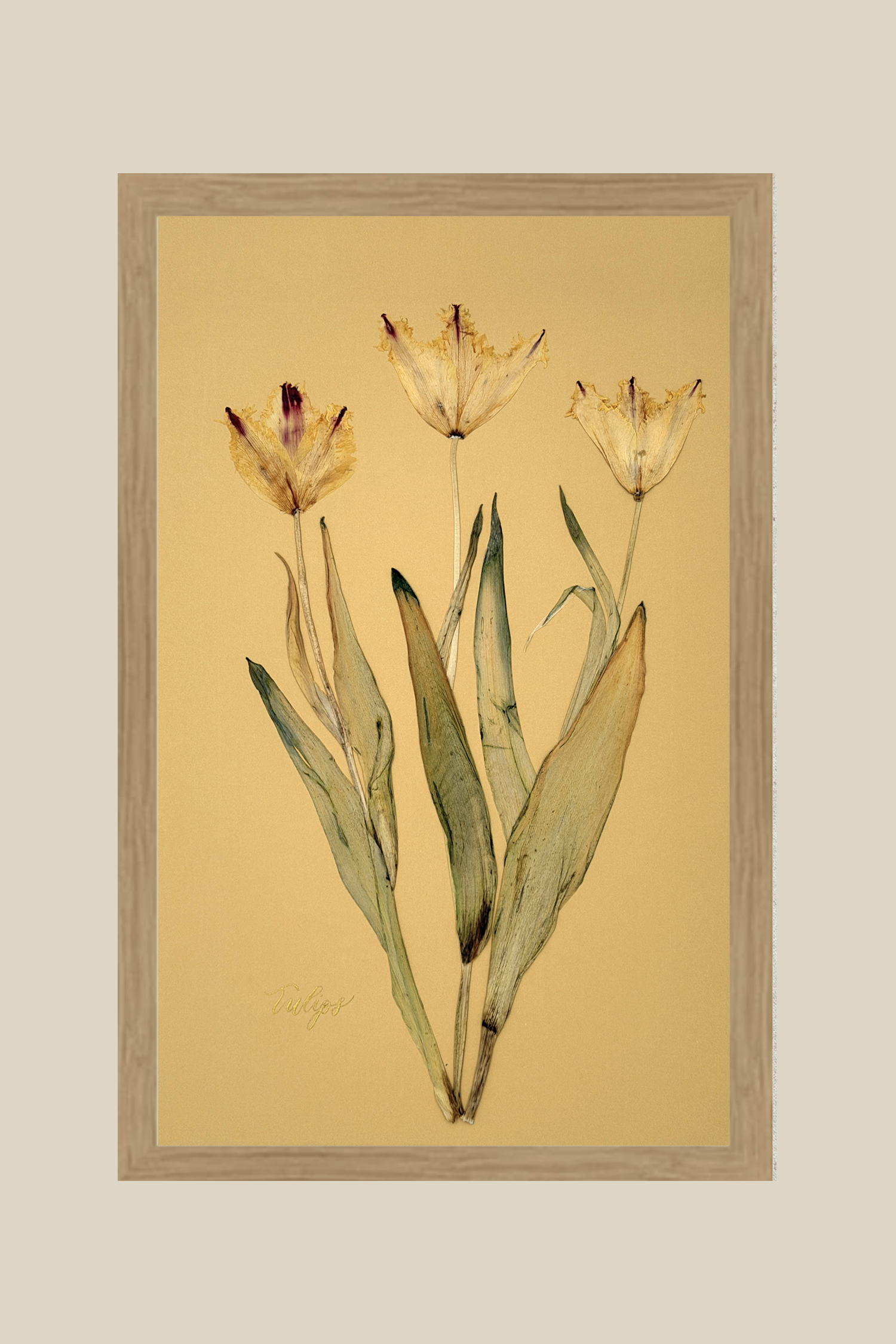 Tulips