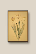 Tulips Framed
