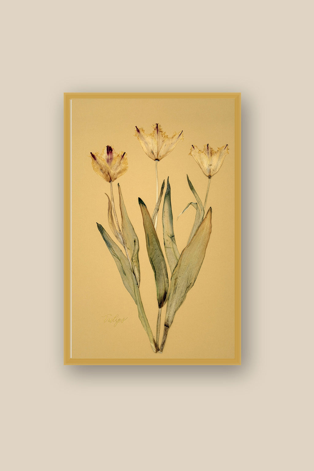 Tulips Framed