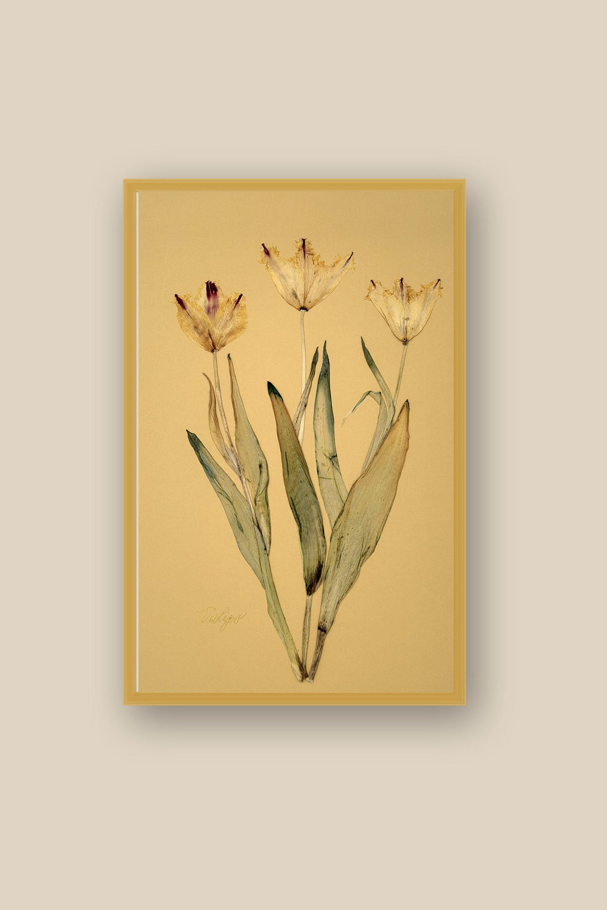 Tulips Framed