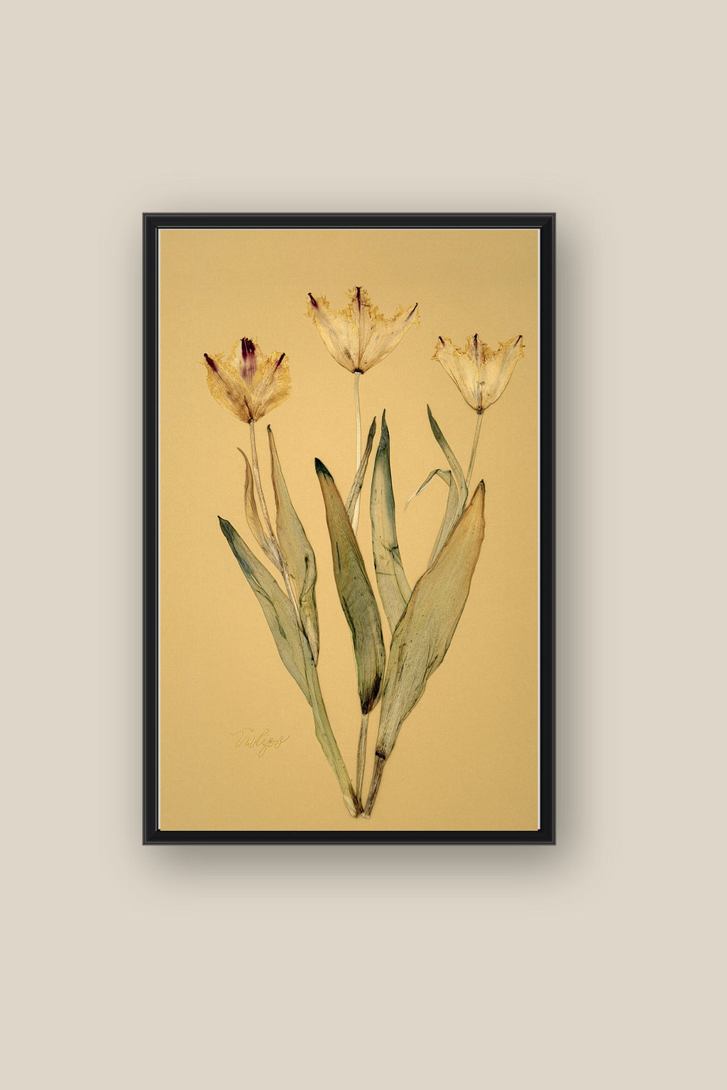Tulips Framed