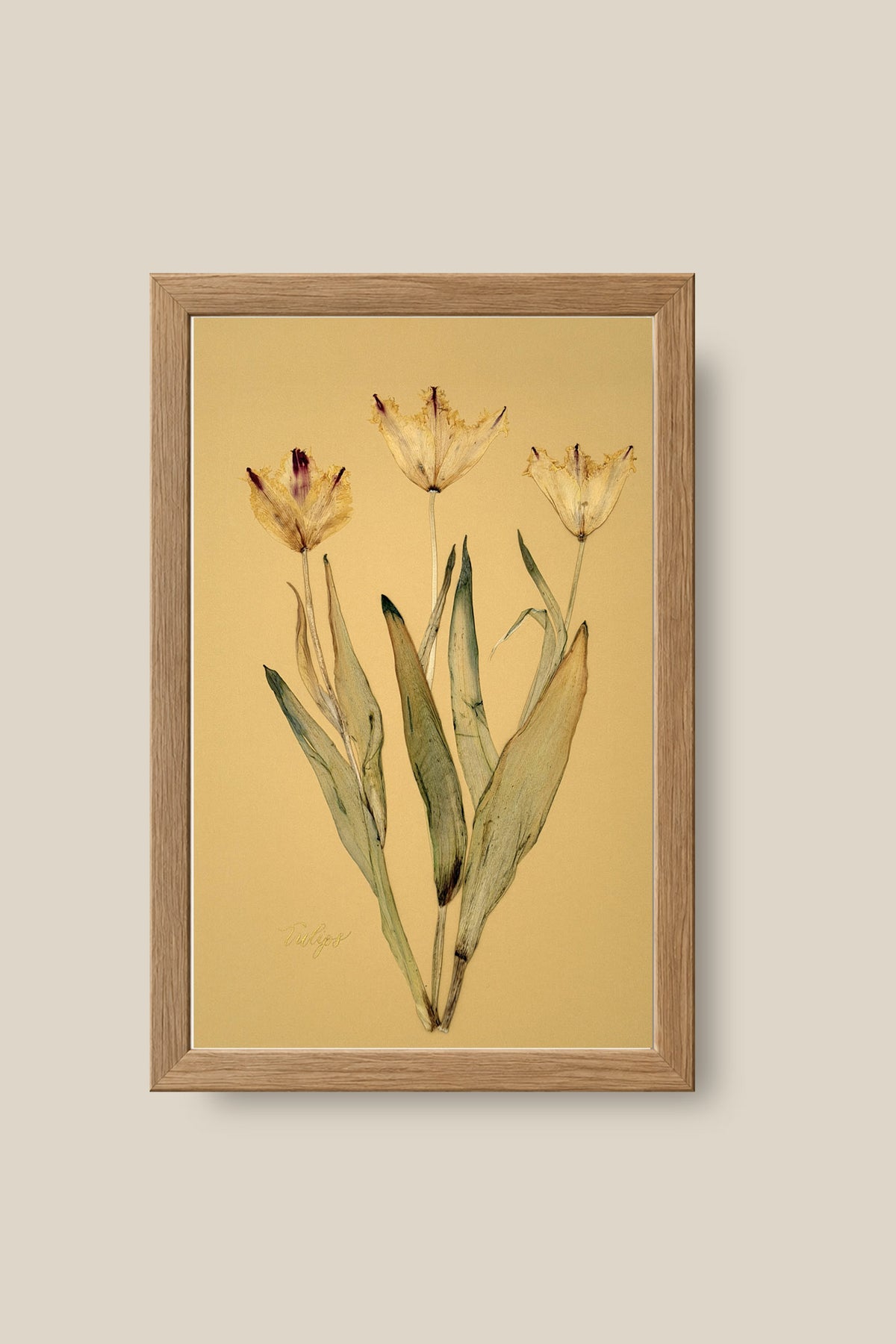 Tulips Framed