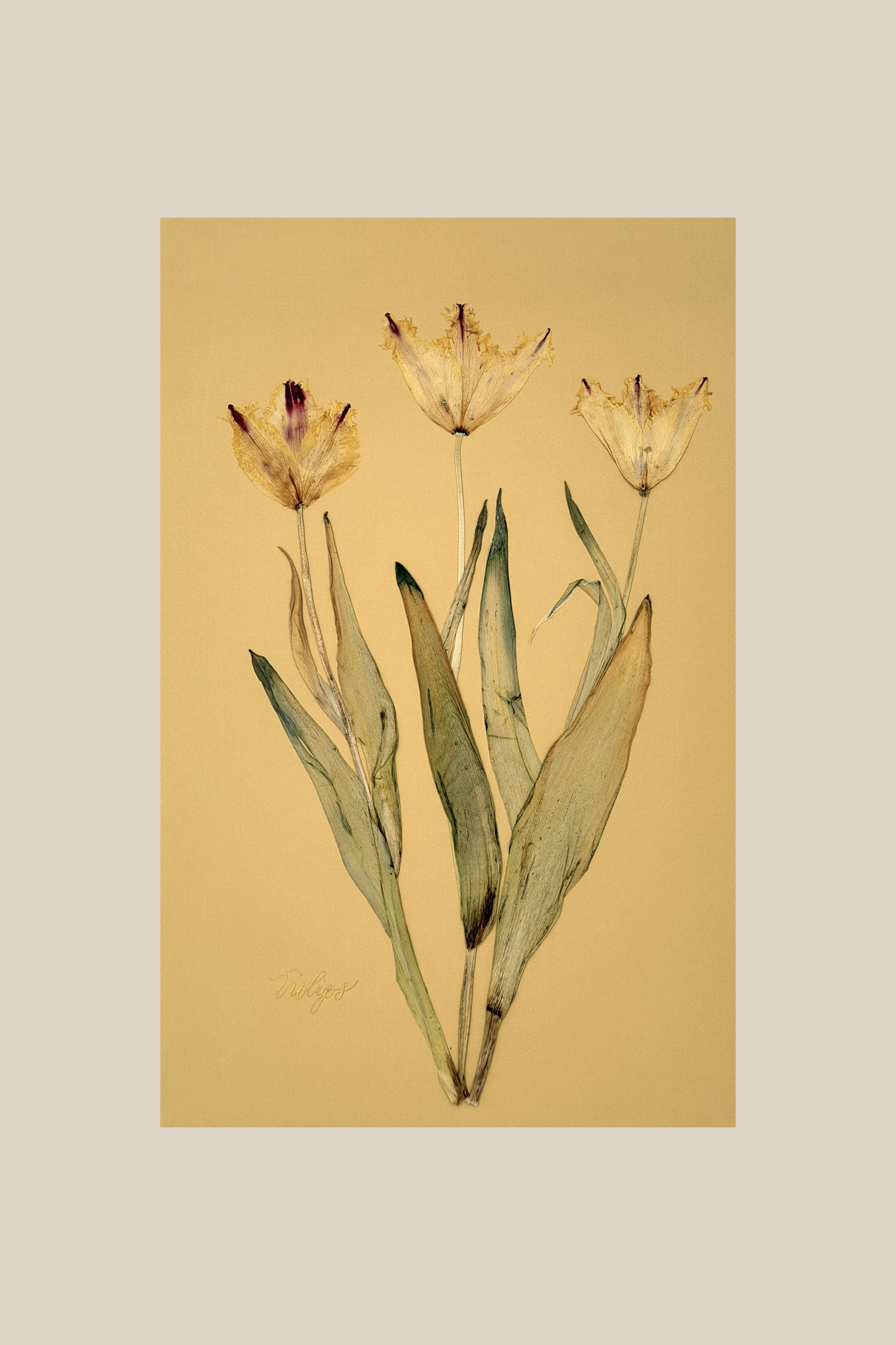 Tulips