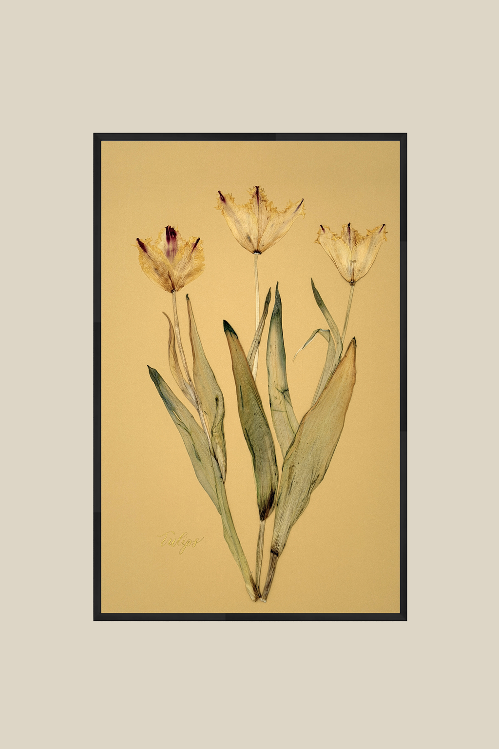 Tulips
