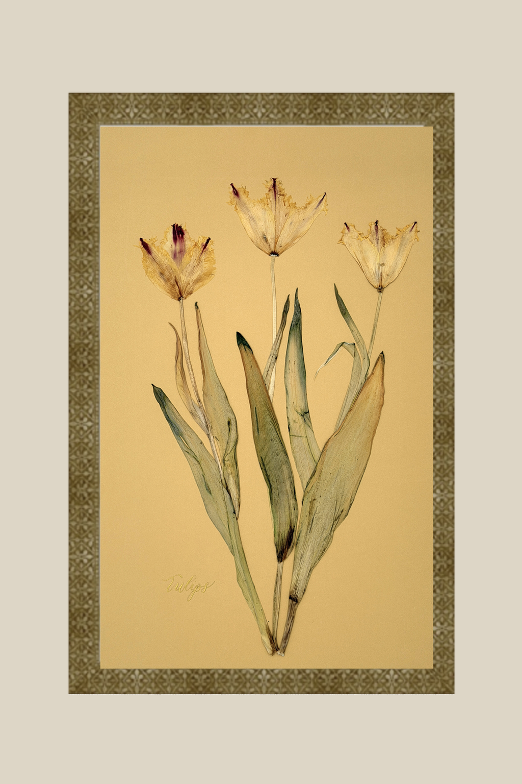 Tulips