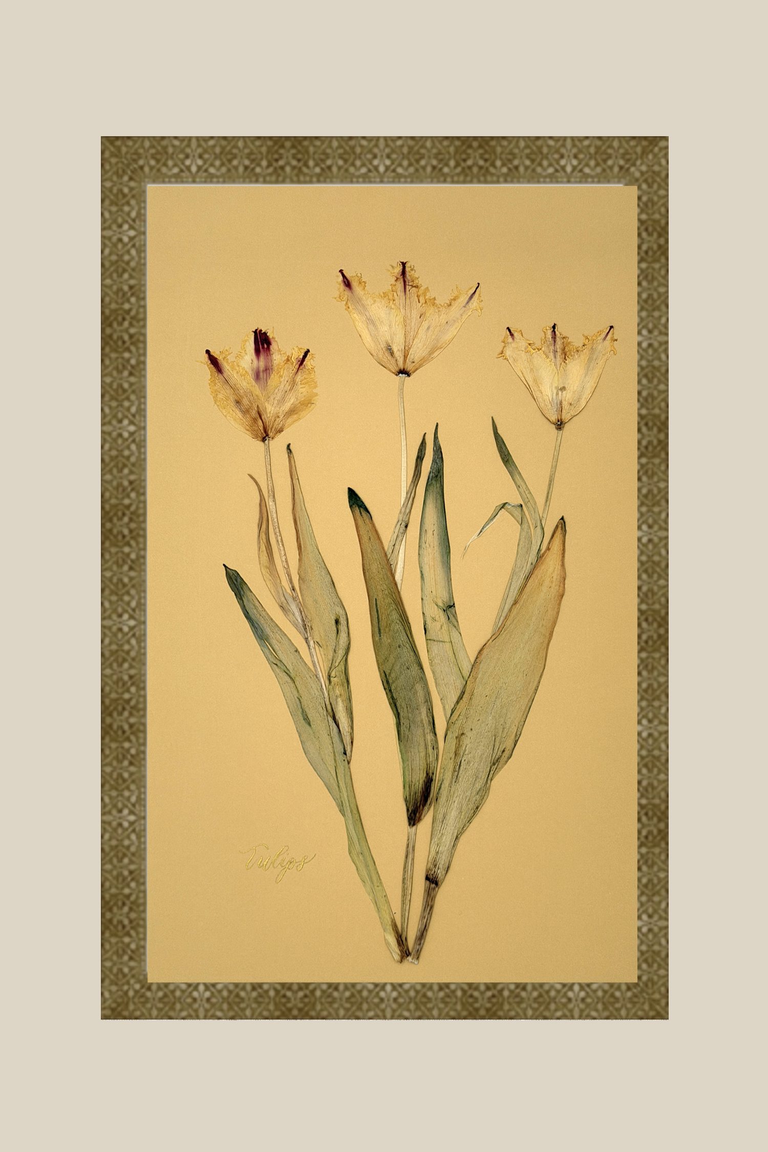 Tulips