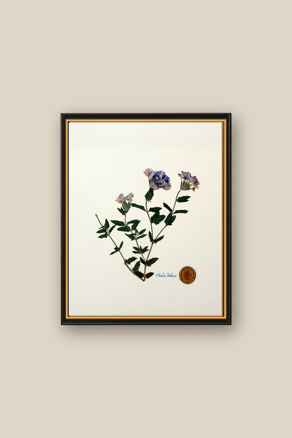 Verbena Framed