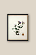 Verbena Framed