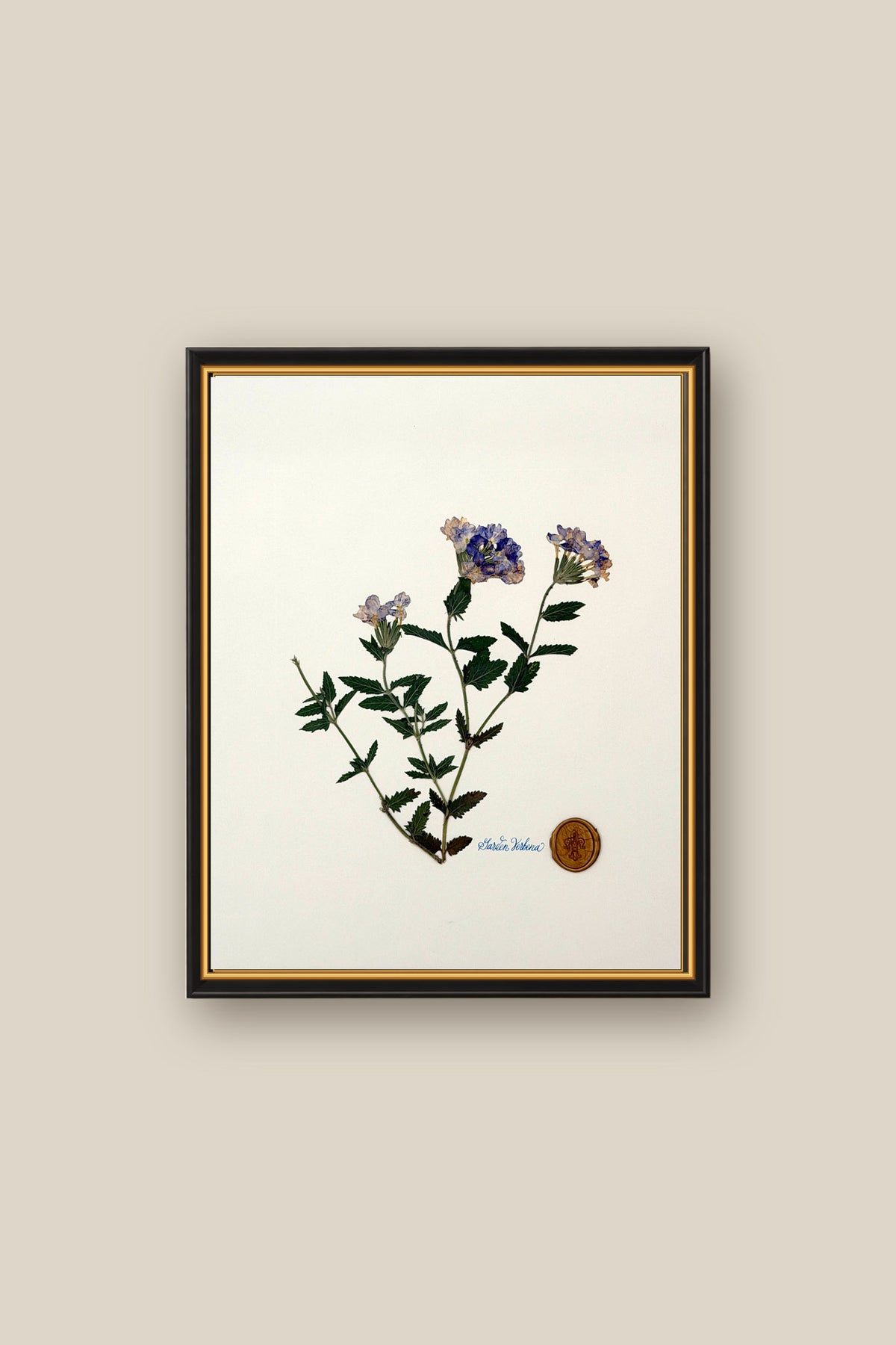 Verbena Framed