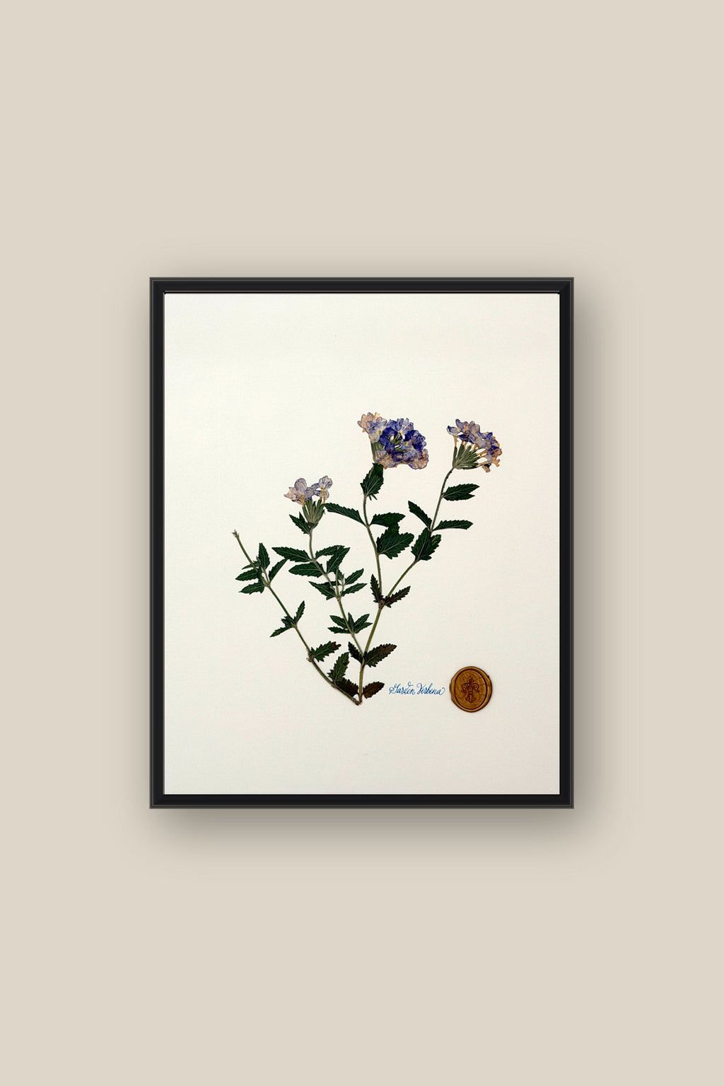 Verbena Framed
