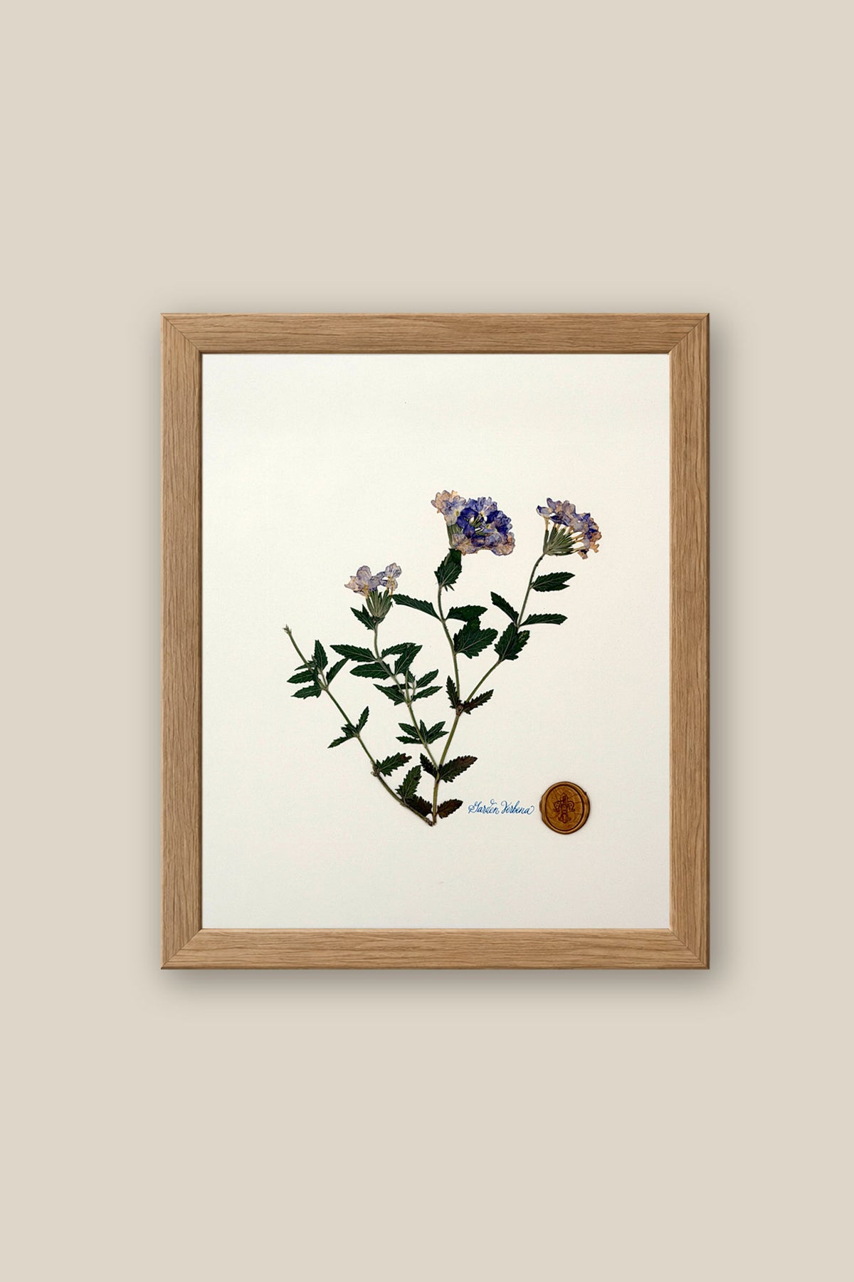 Verbena Framed