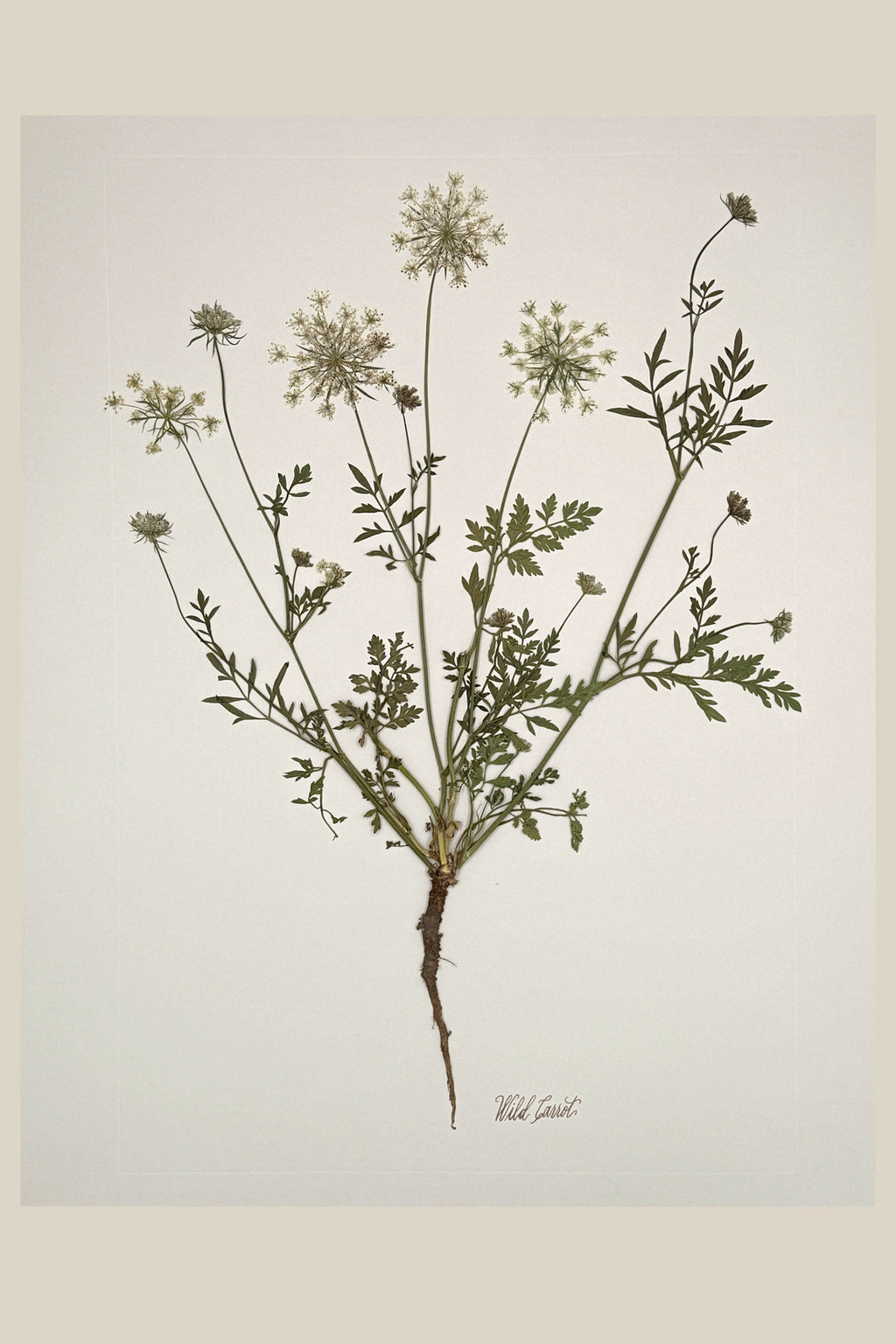 Wild Carrot with Root on Ivory