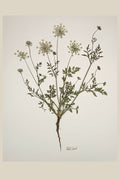 Wild Carrot with Root on Ivory