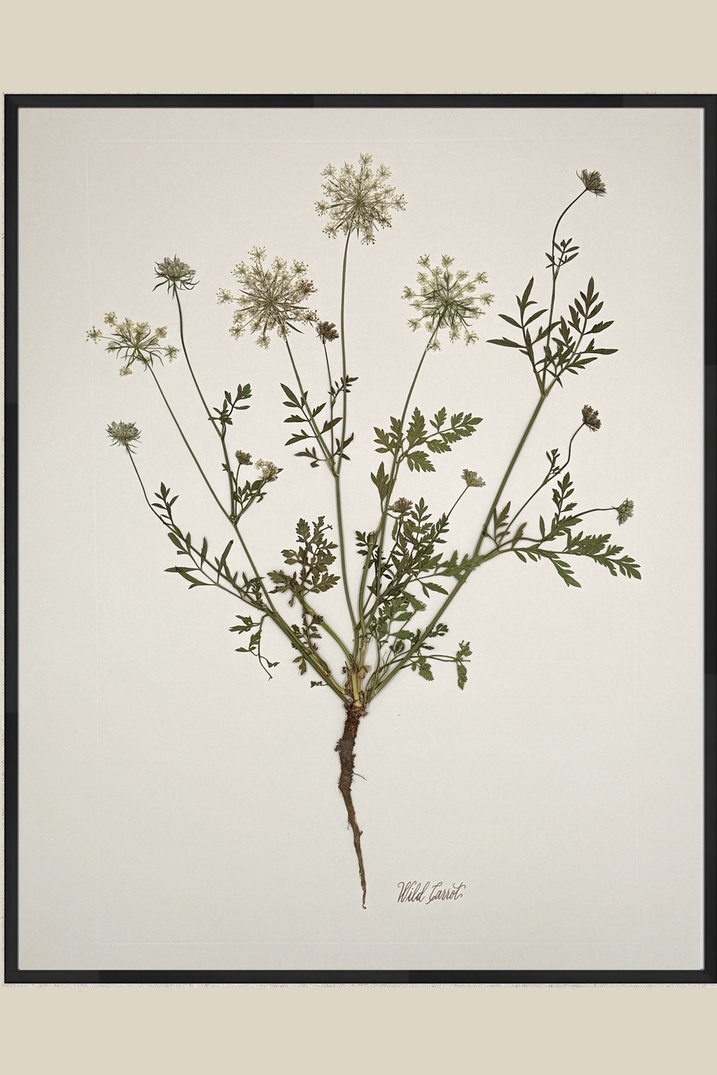 Wild Carrot with Root on Ivory