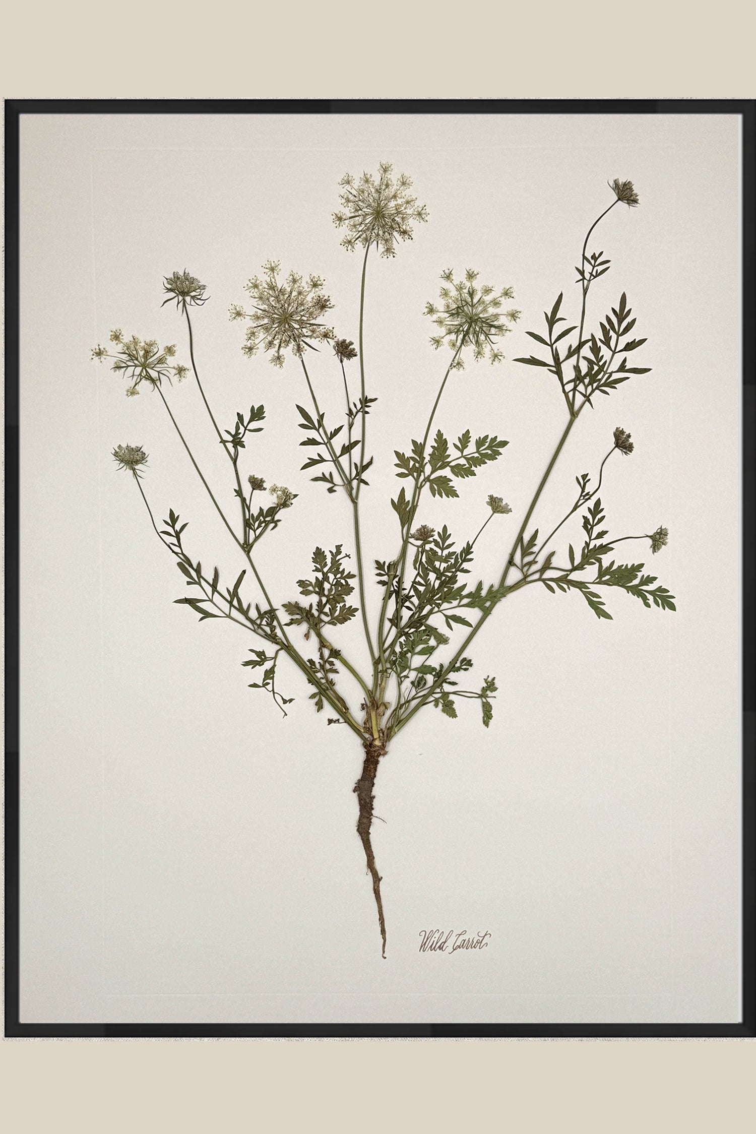 Wild Carrot with Root on Ivory