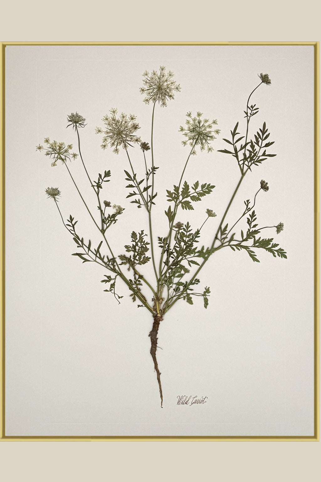 Wild Carrot with Root on Ivory