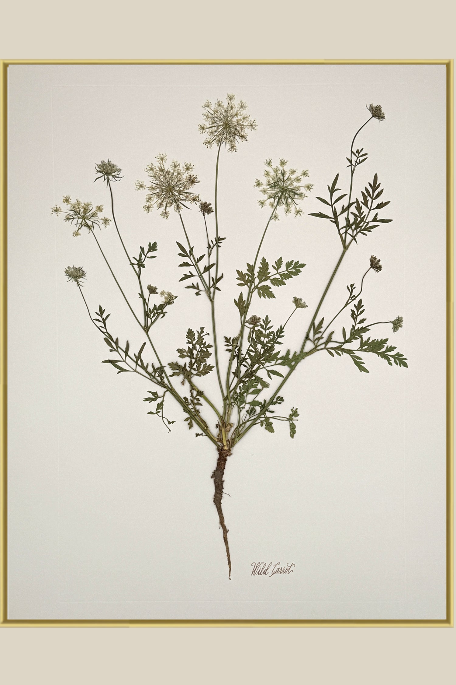 Wild Carrot with Root on Ivory