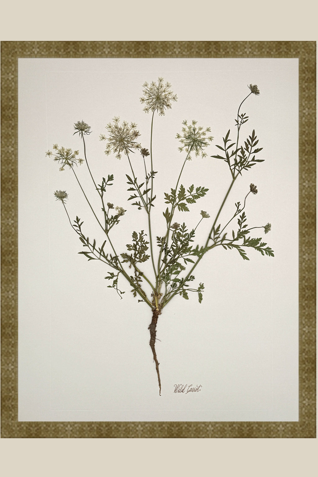Wild Carrot with Root on Ivory