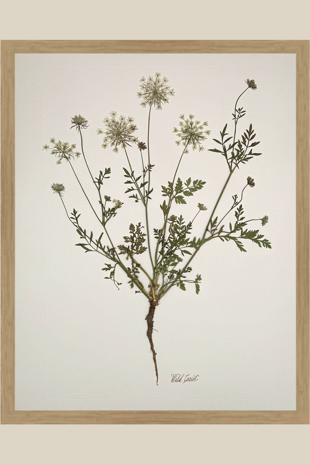 Wild Carrot with Root on Ivory