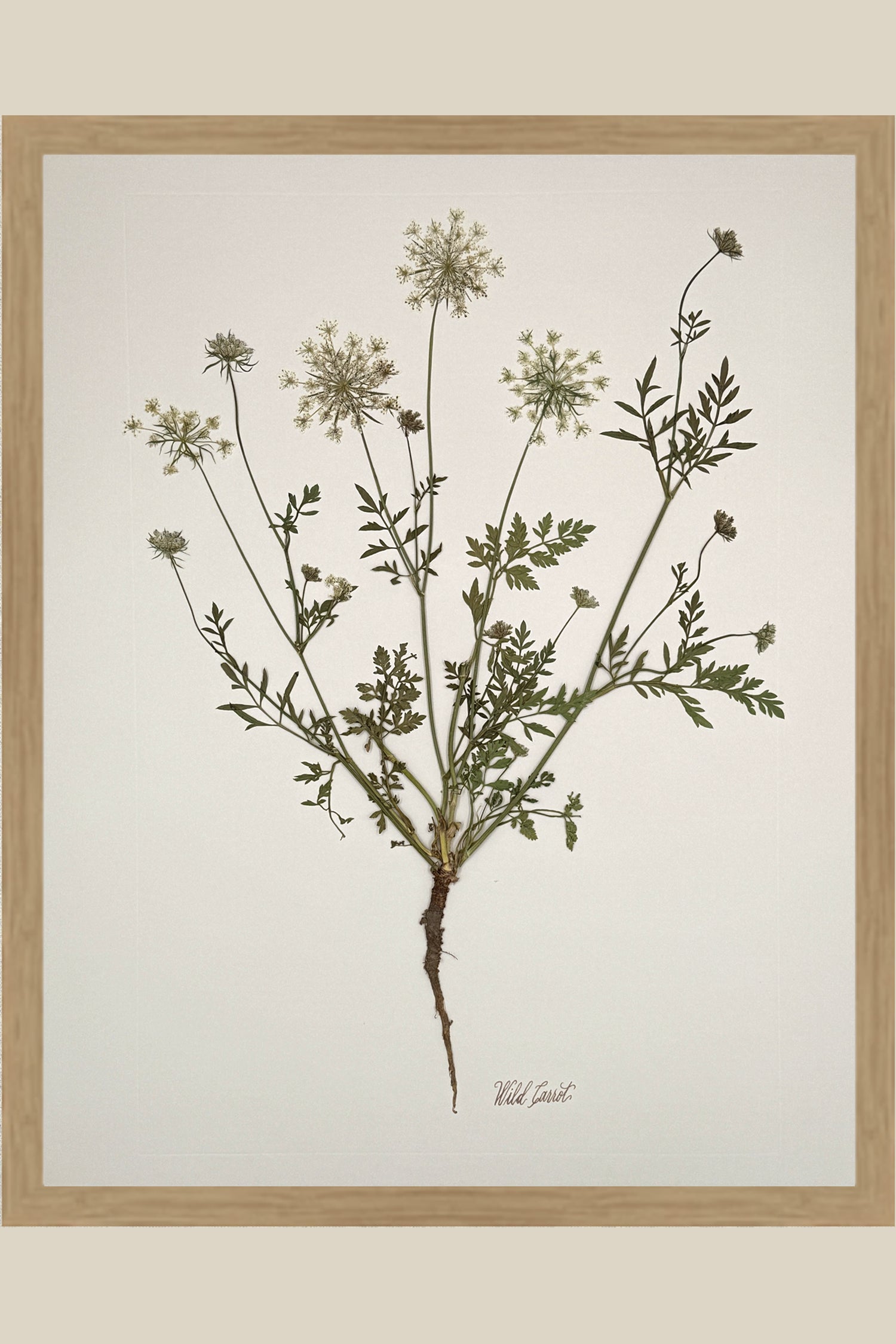Wild Carrot with Root on Ivory