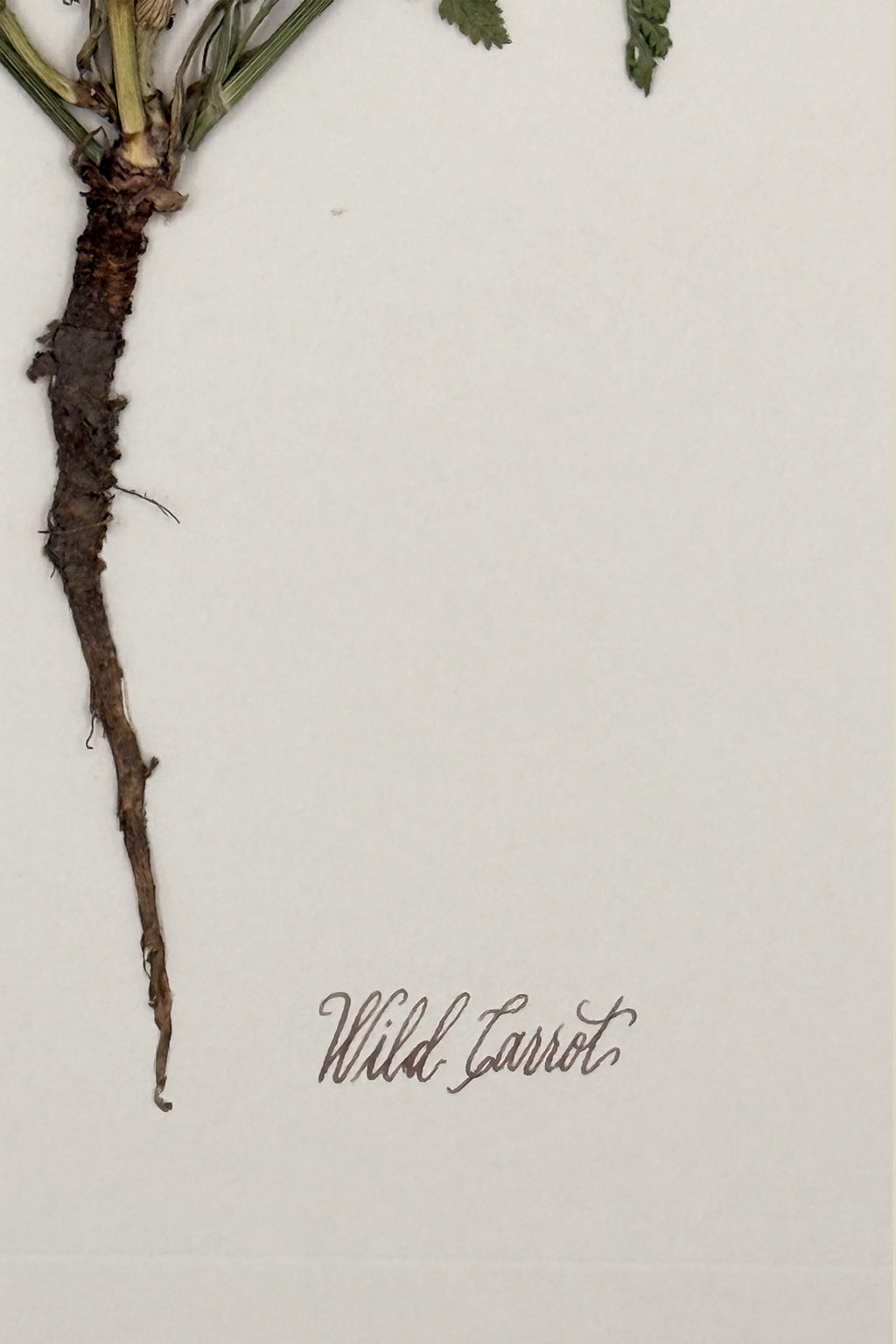 Wild Carrot with Root on Ivory