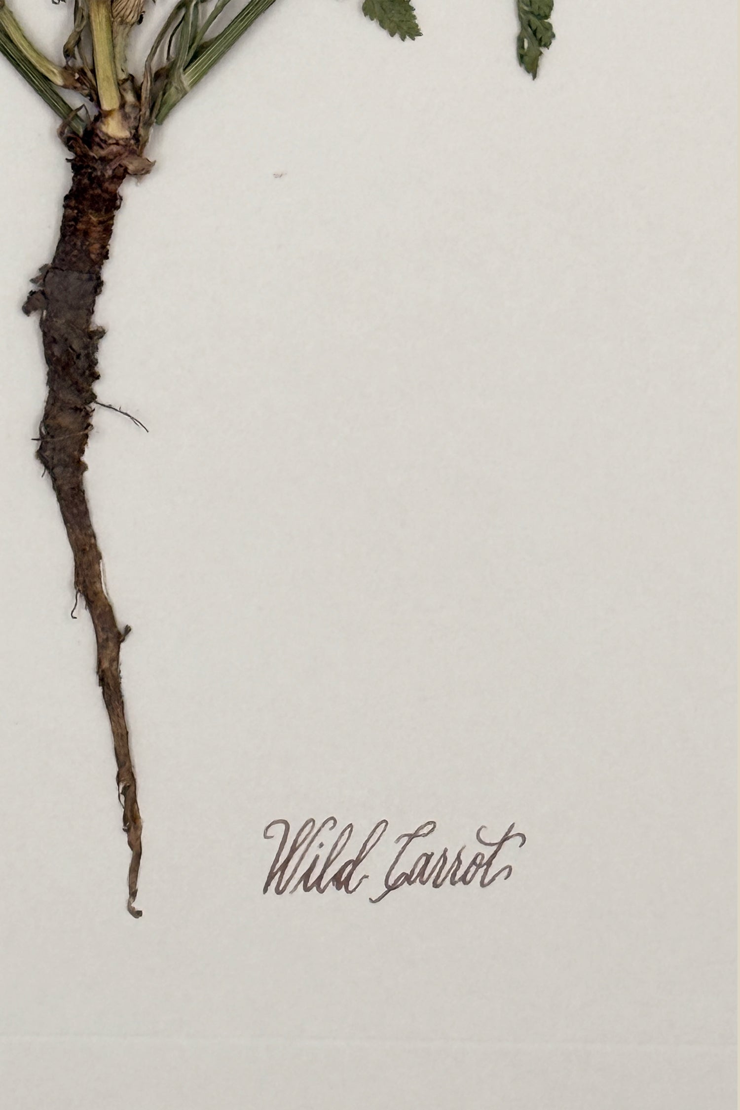 Wild Carrot with Root on Ivory