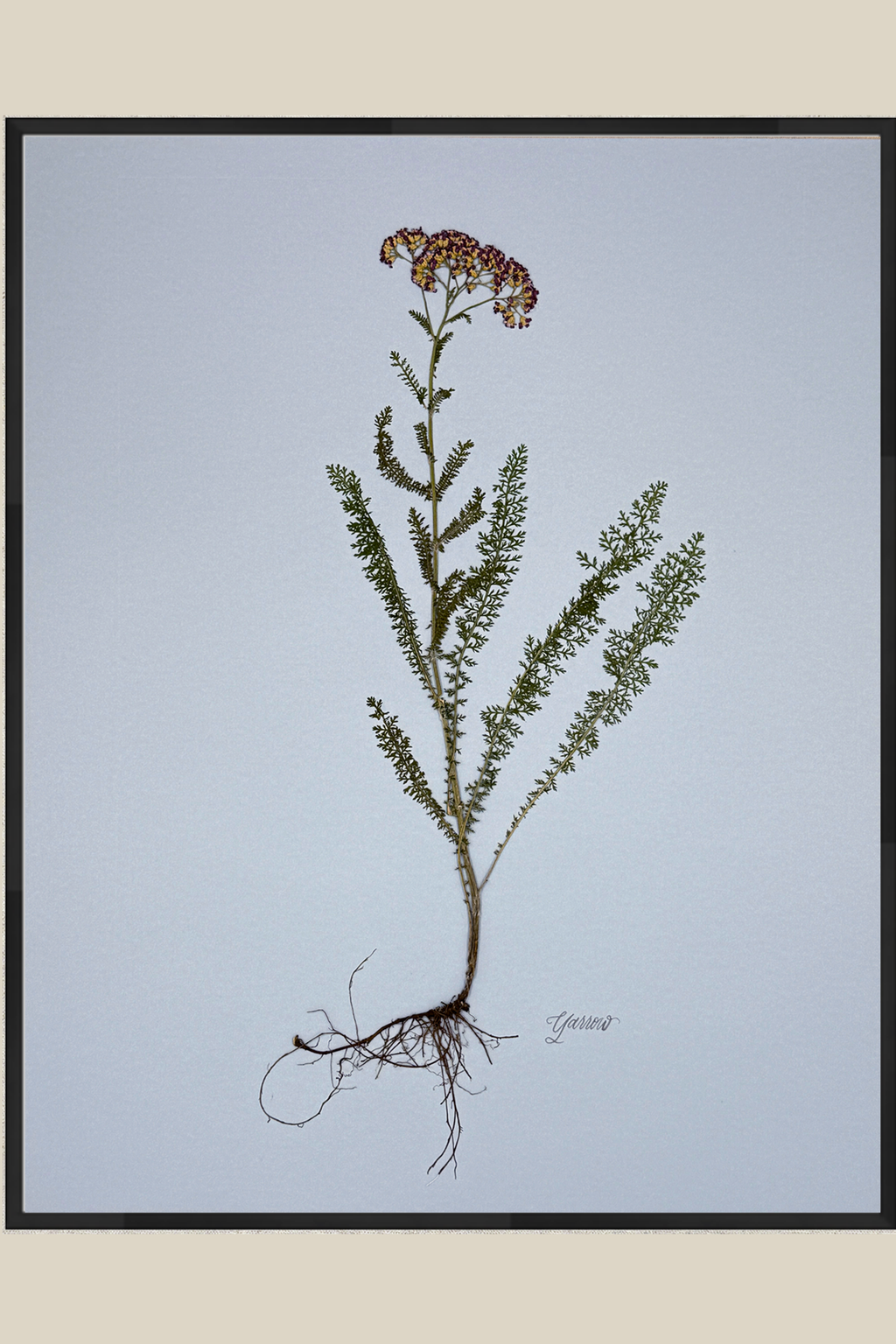 Yarrow with Roots on Blue