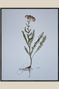 Yarrow with Roots on Blue