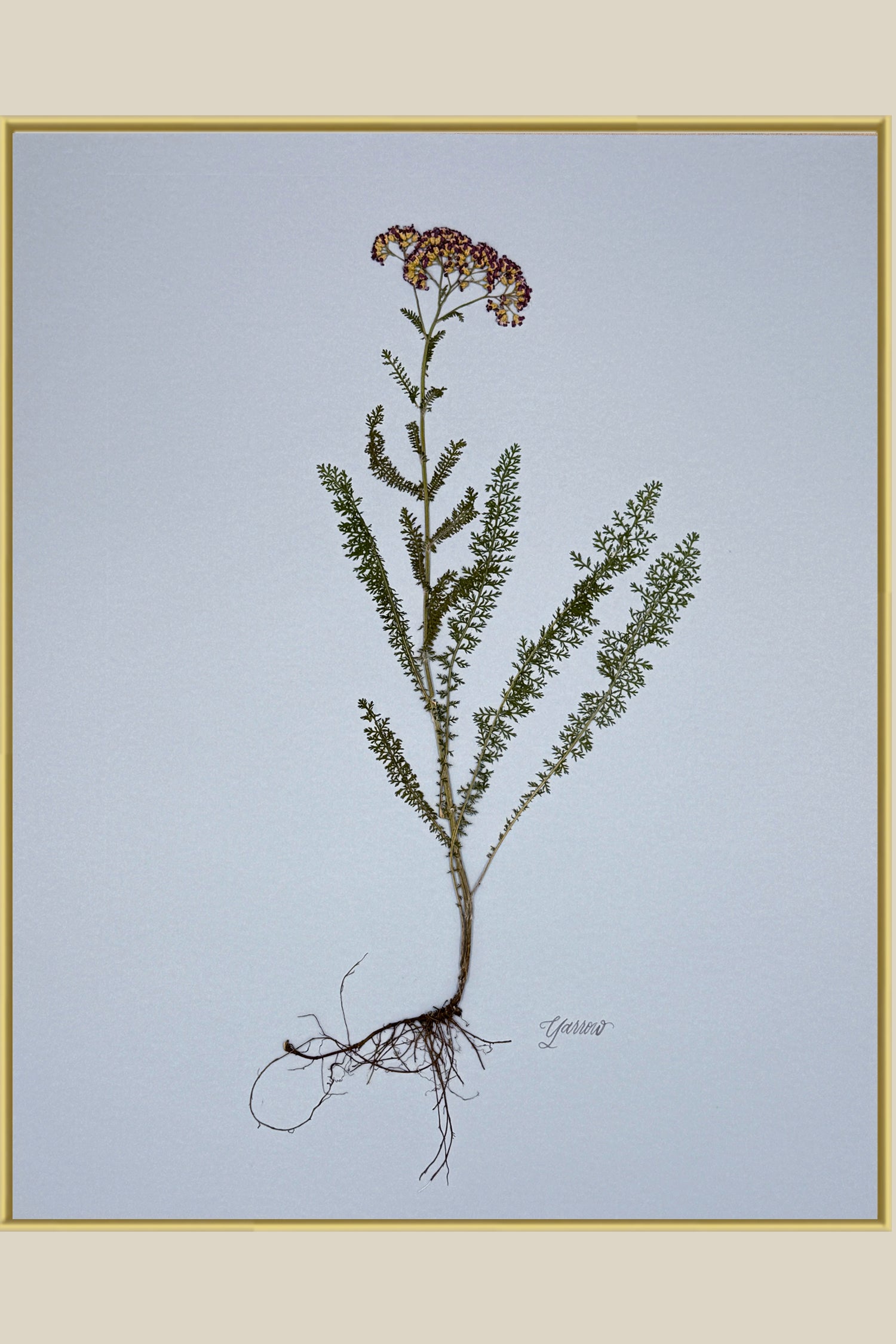 Yarrow with Roots on Blue