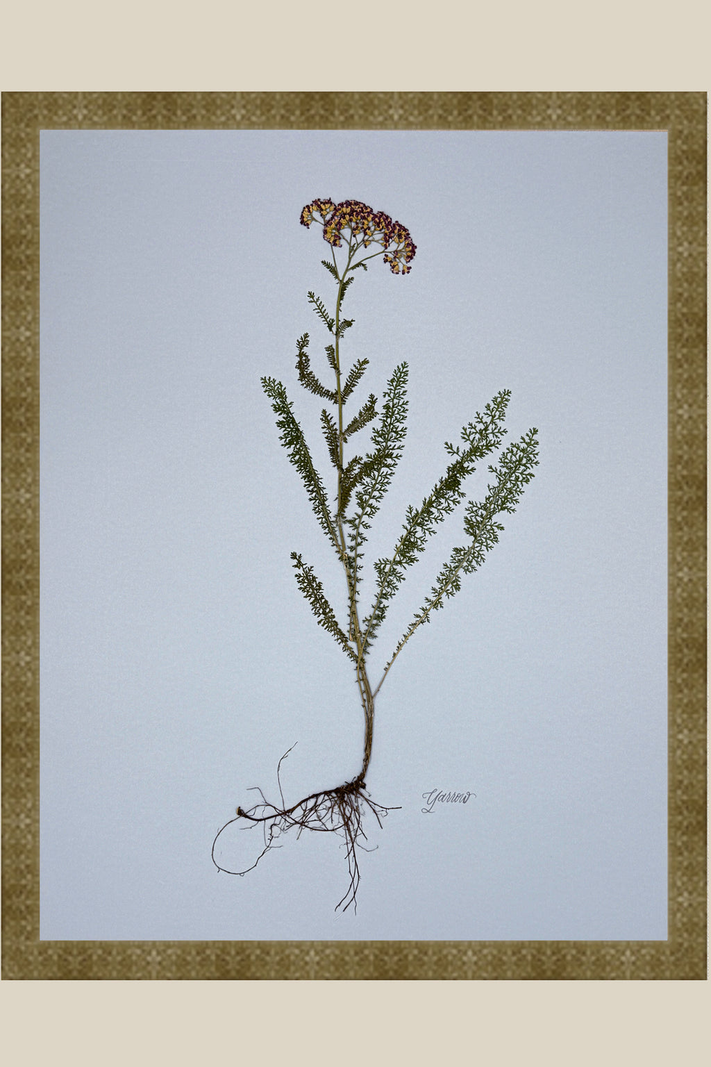 Yarrow with Roots on Blue