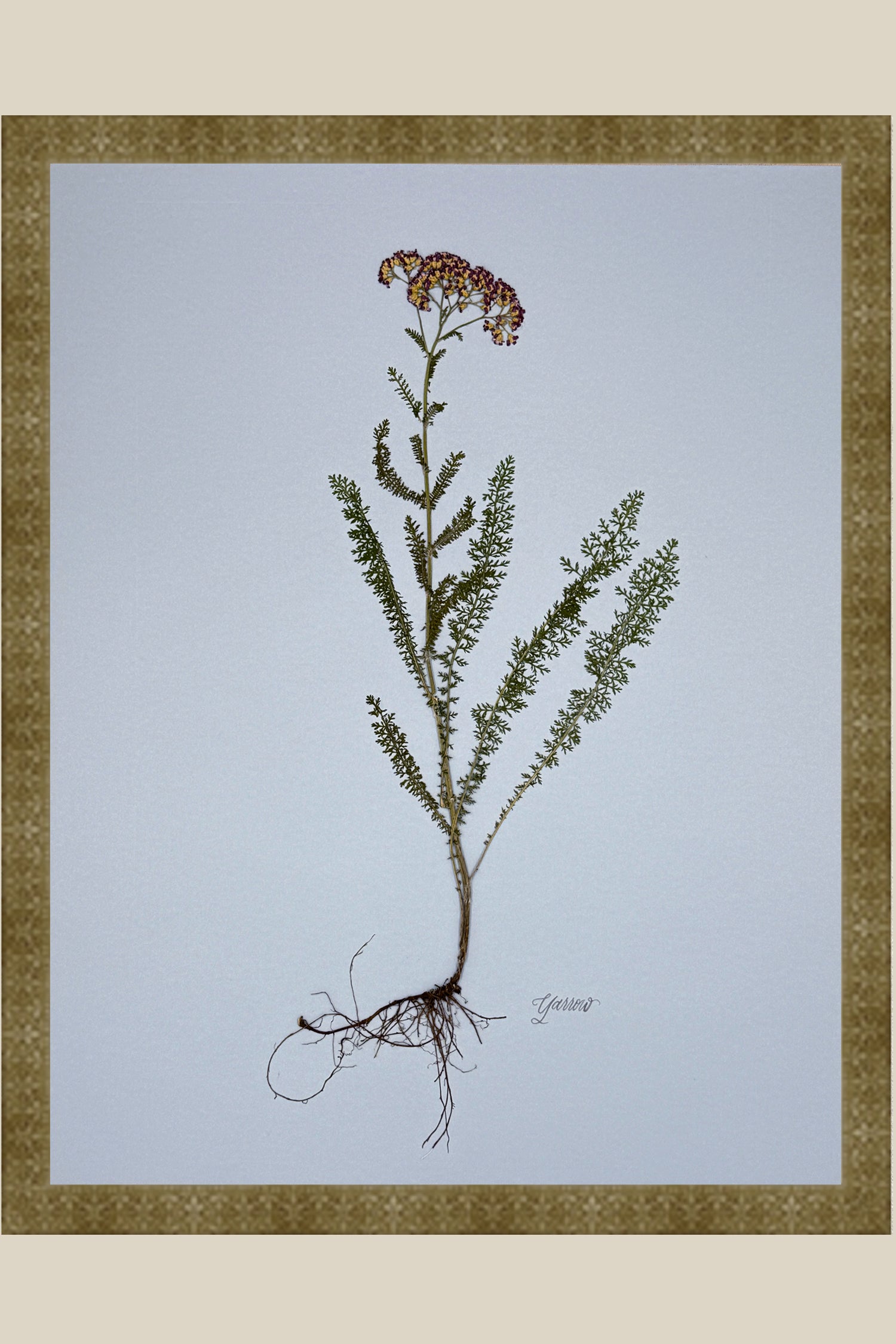 Yarrow with Roots on Blue