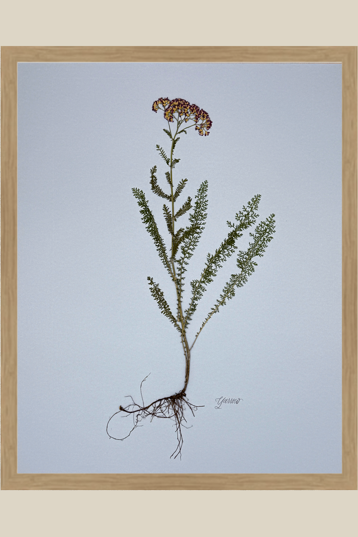 Yarrow with Roots on Blue
