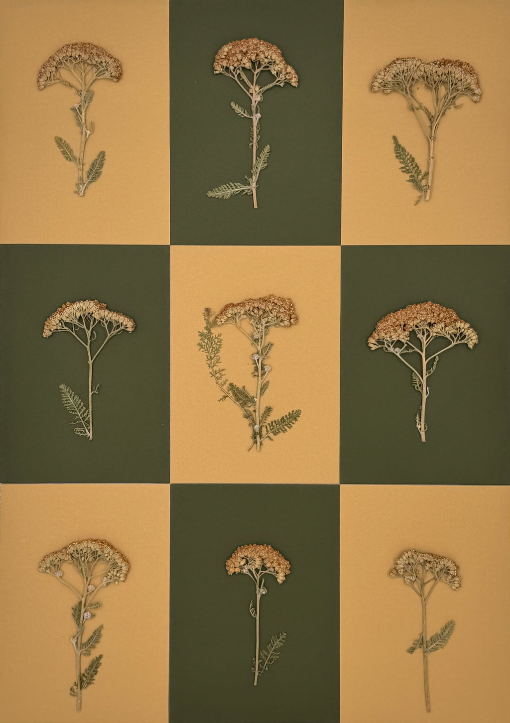 Yarrow Checkerboard