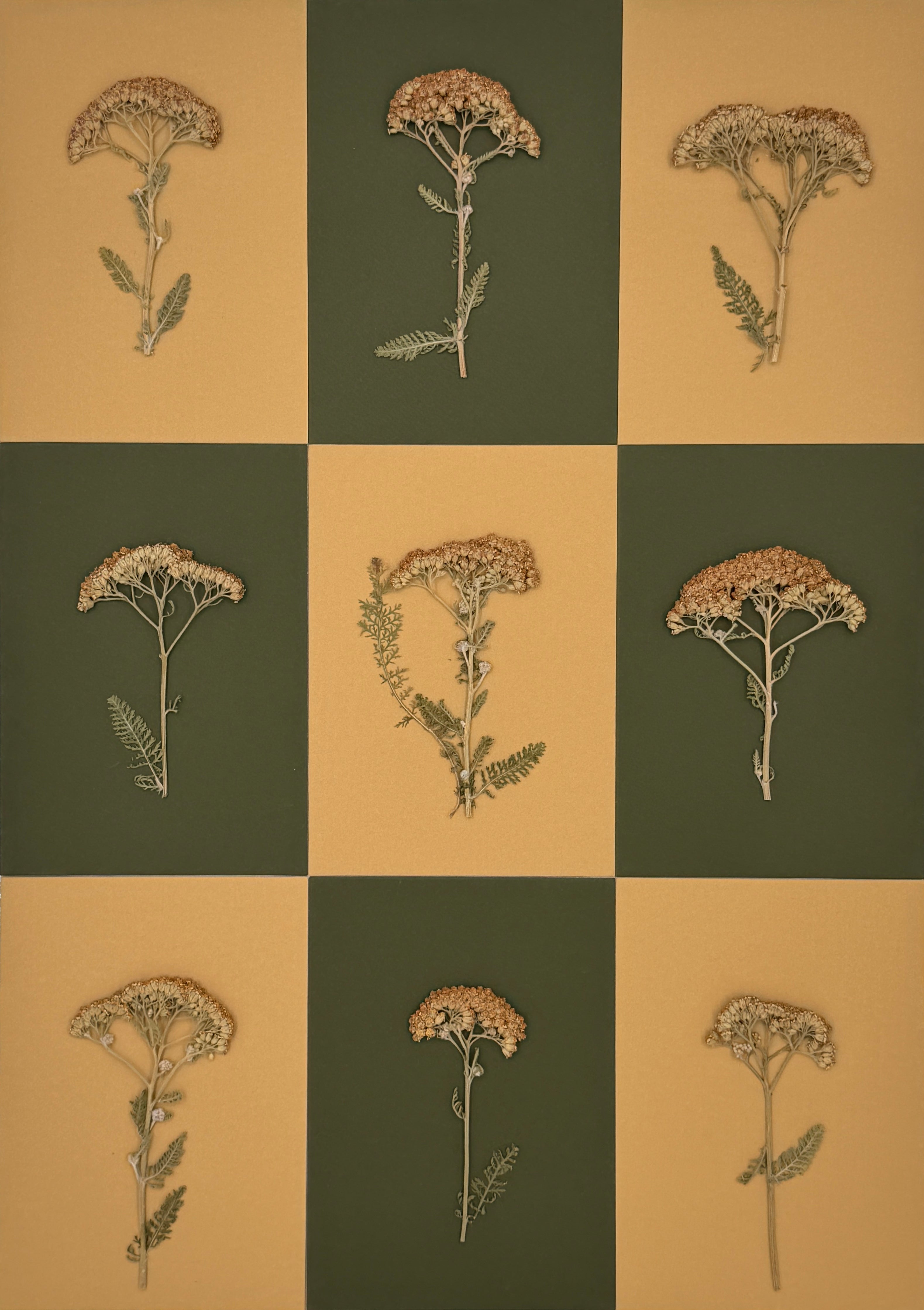 Yarrow Checkerboard