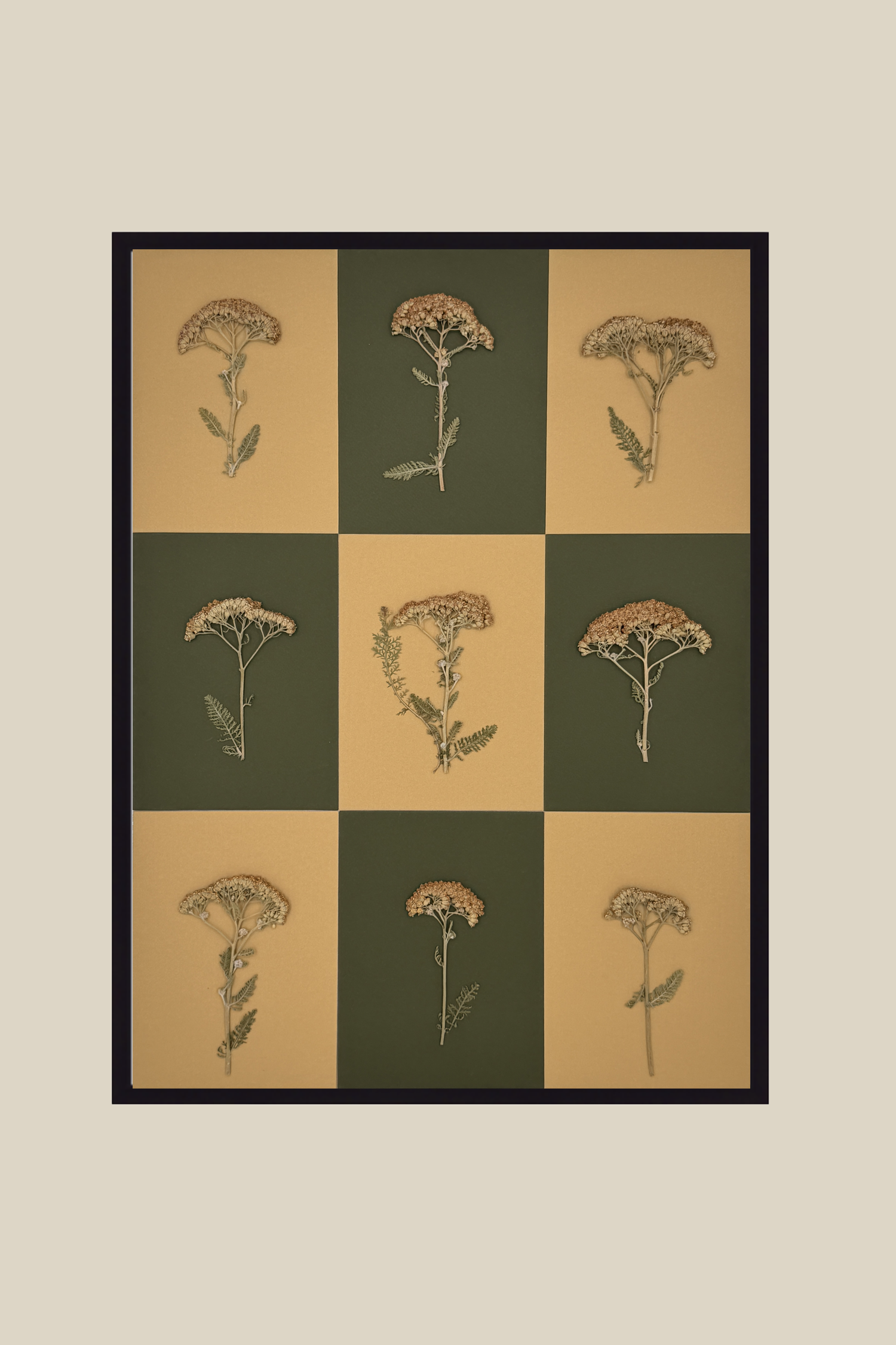 Yarrow Checkerboard