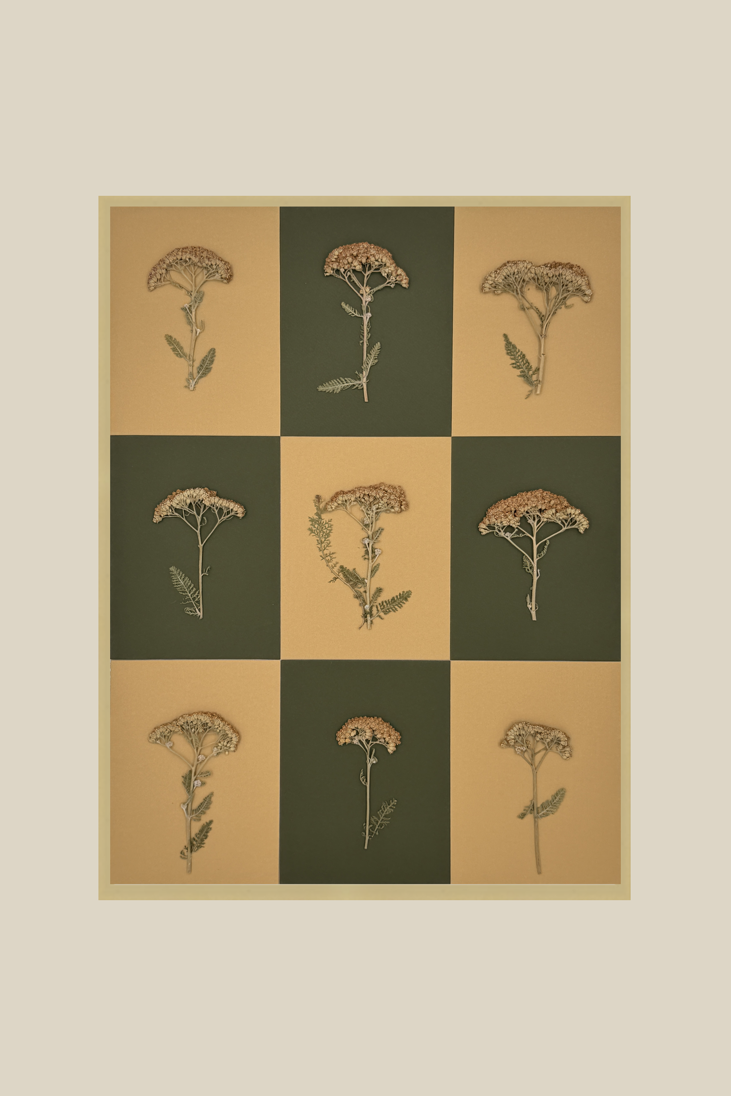 Yarrow Checkerboard