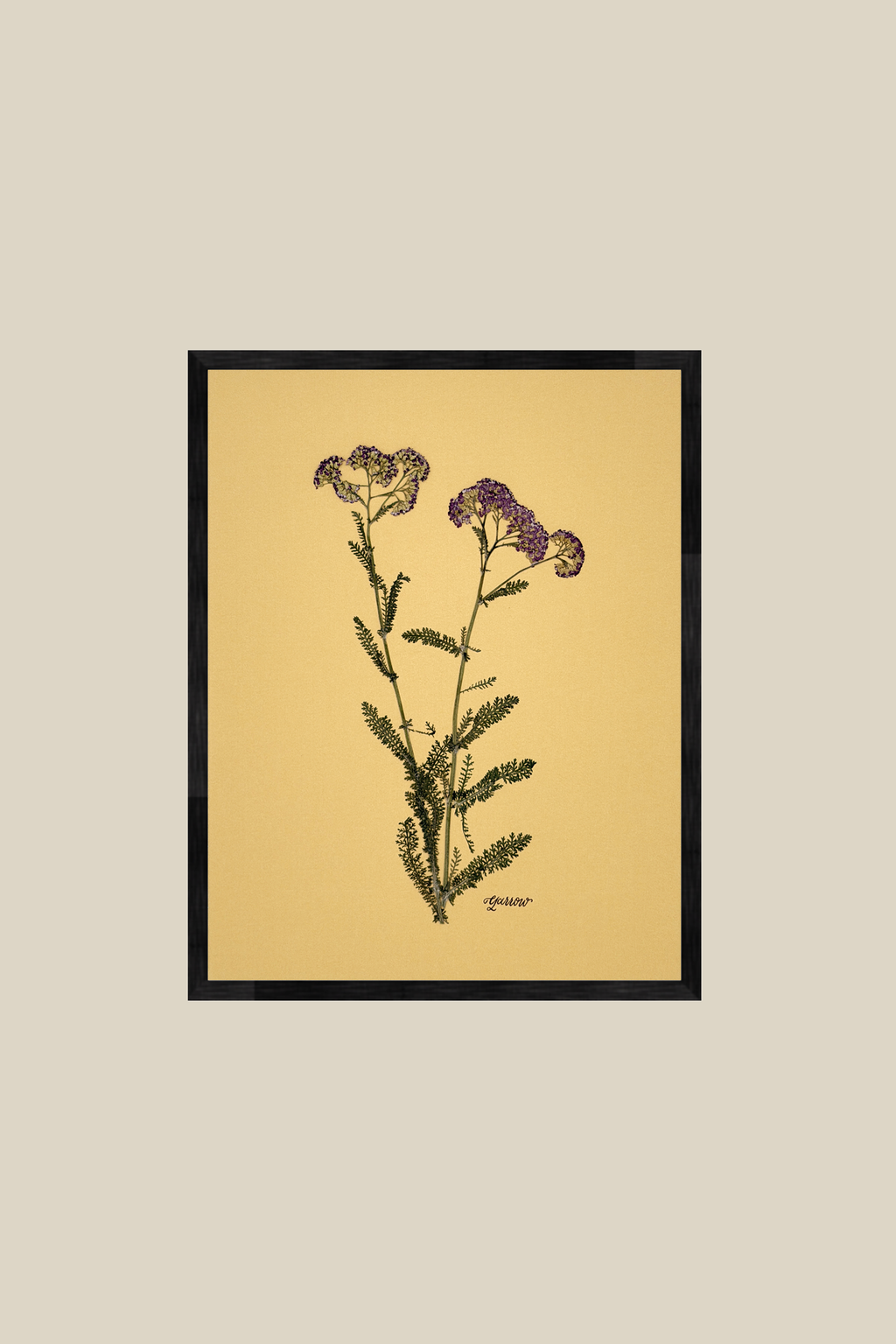 Yarrow on Mustard