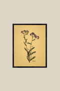Yarrow on Mustard