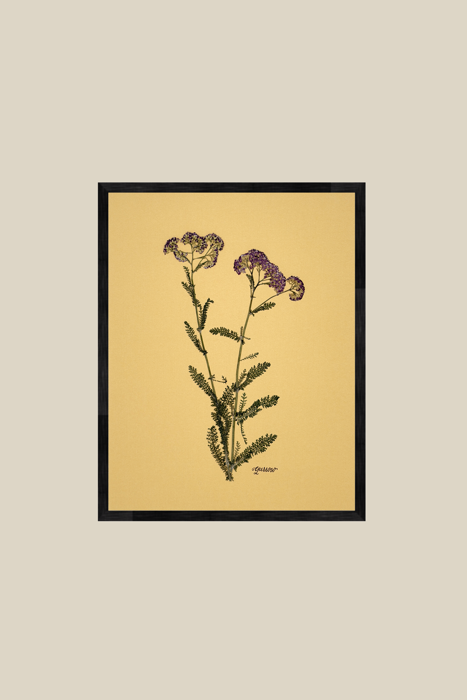 Yarrow on Mustard