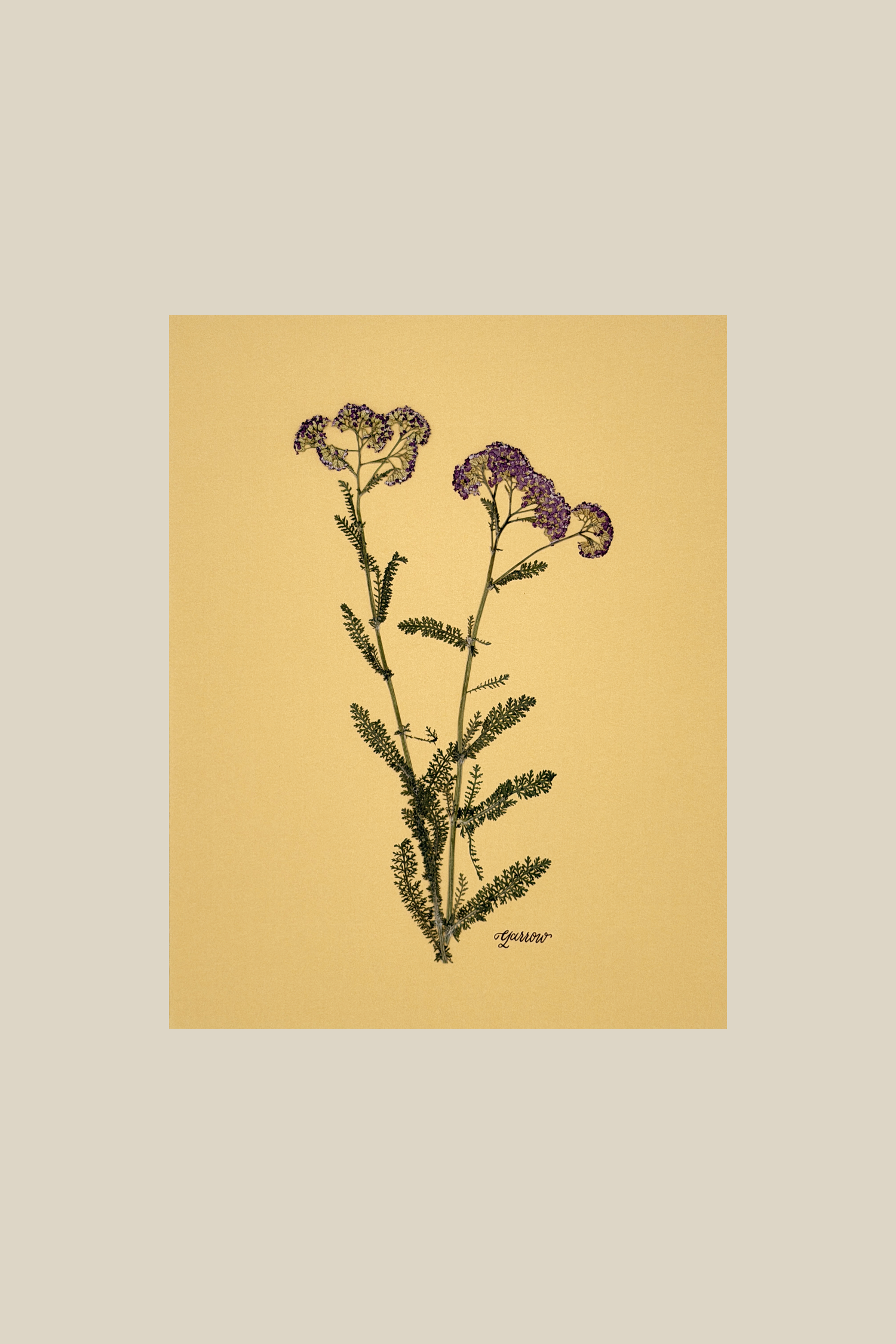 Yarrow on Mustard