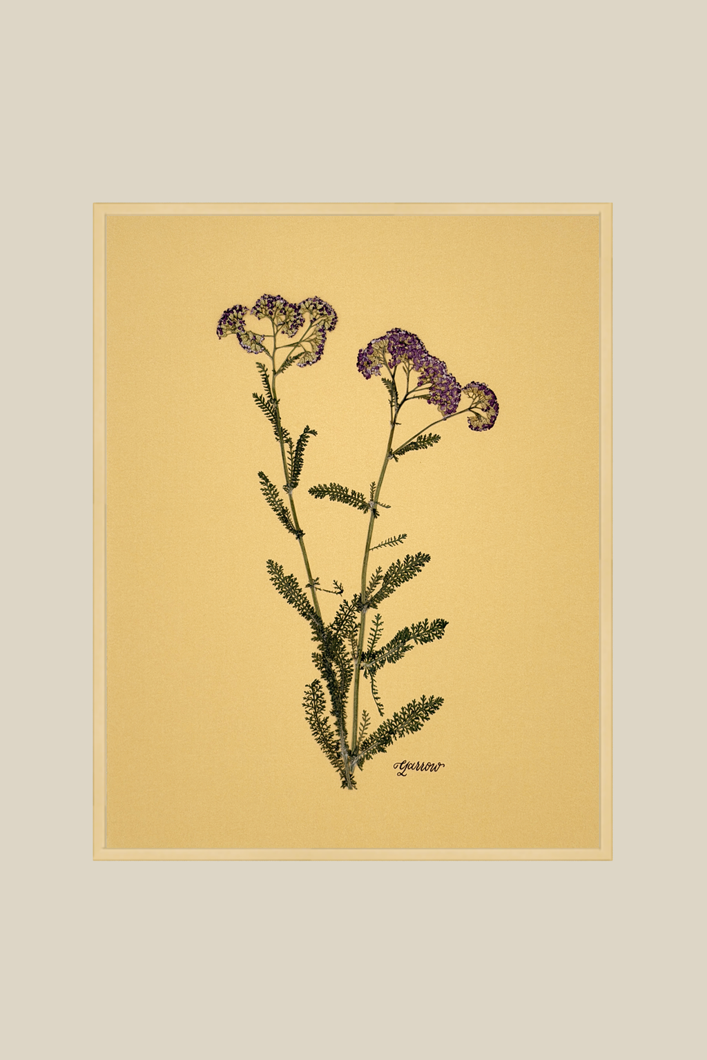 Yarrow on Mustard