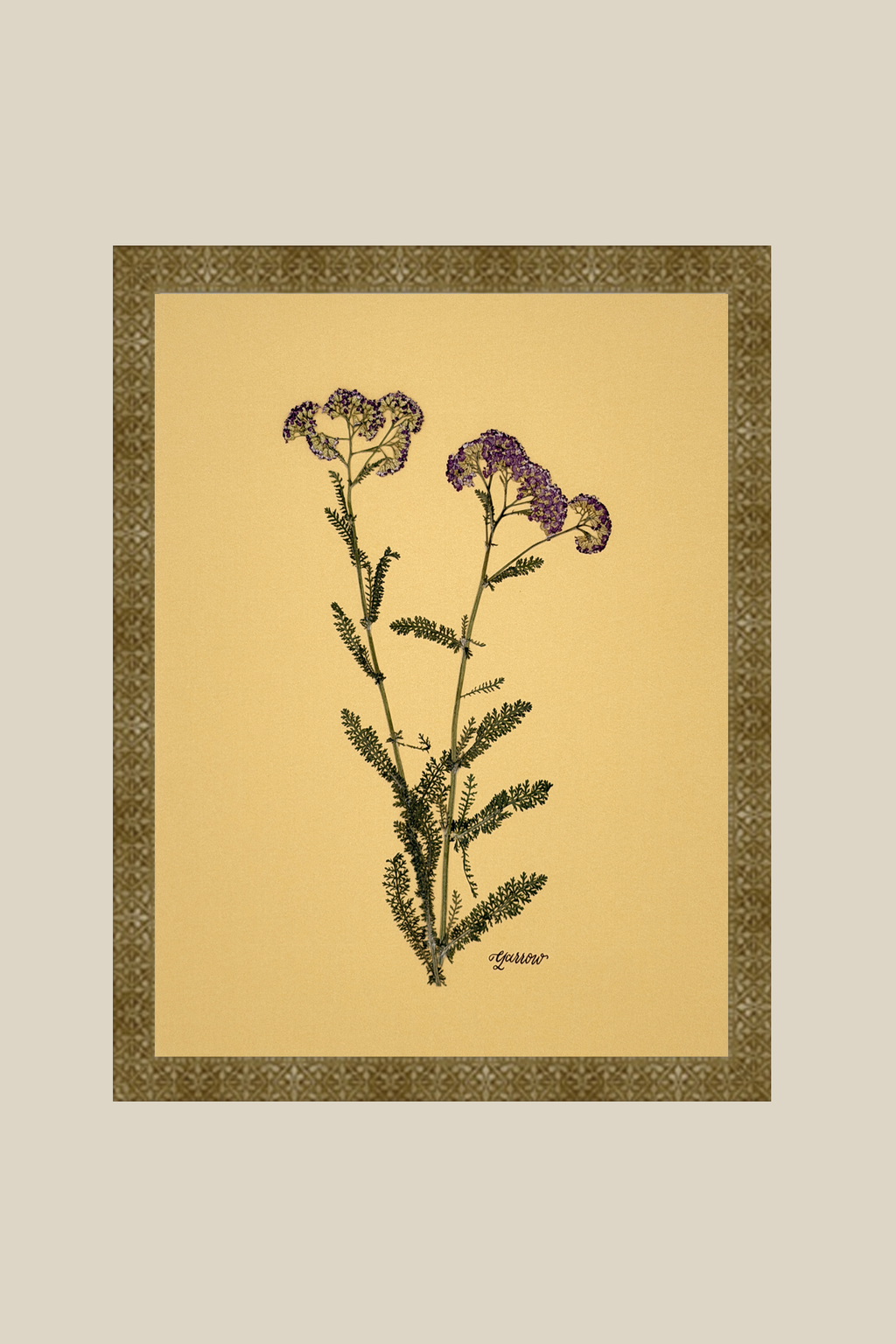 Yarrow on Mustard