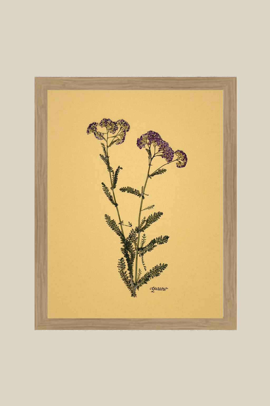 Yarrow on Mustard