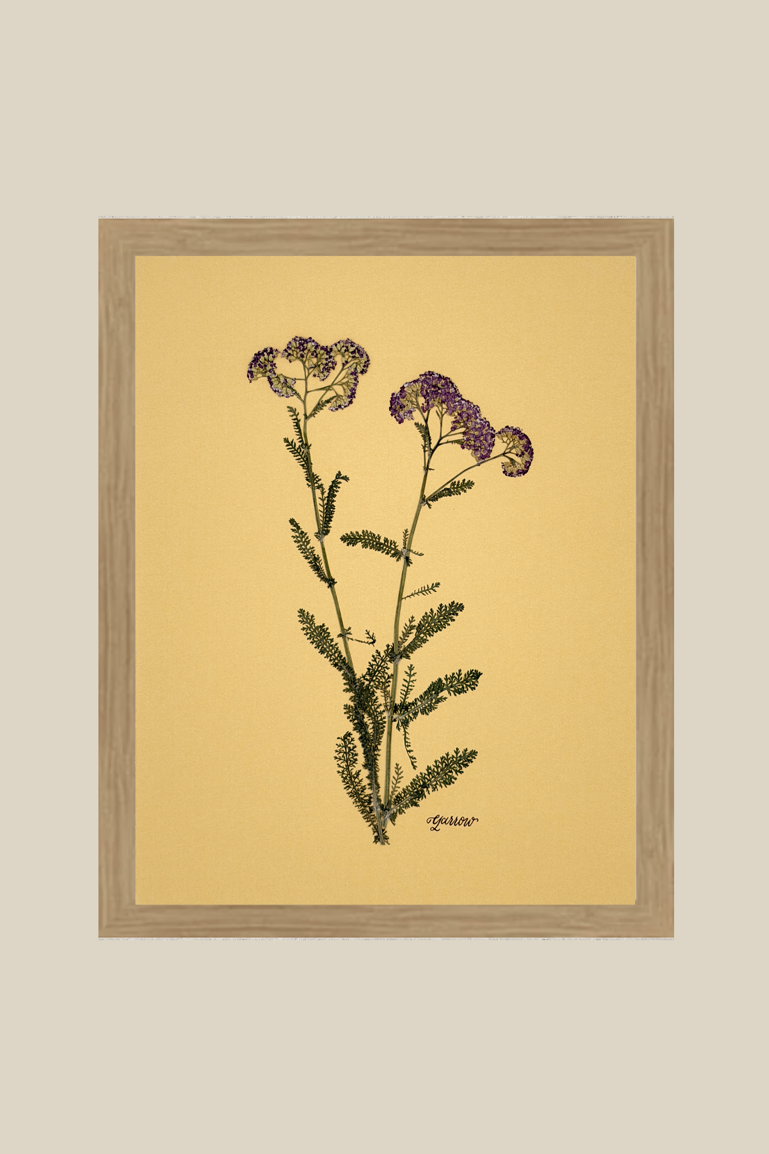 Yarrow on Mustard
