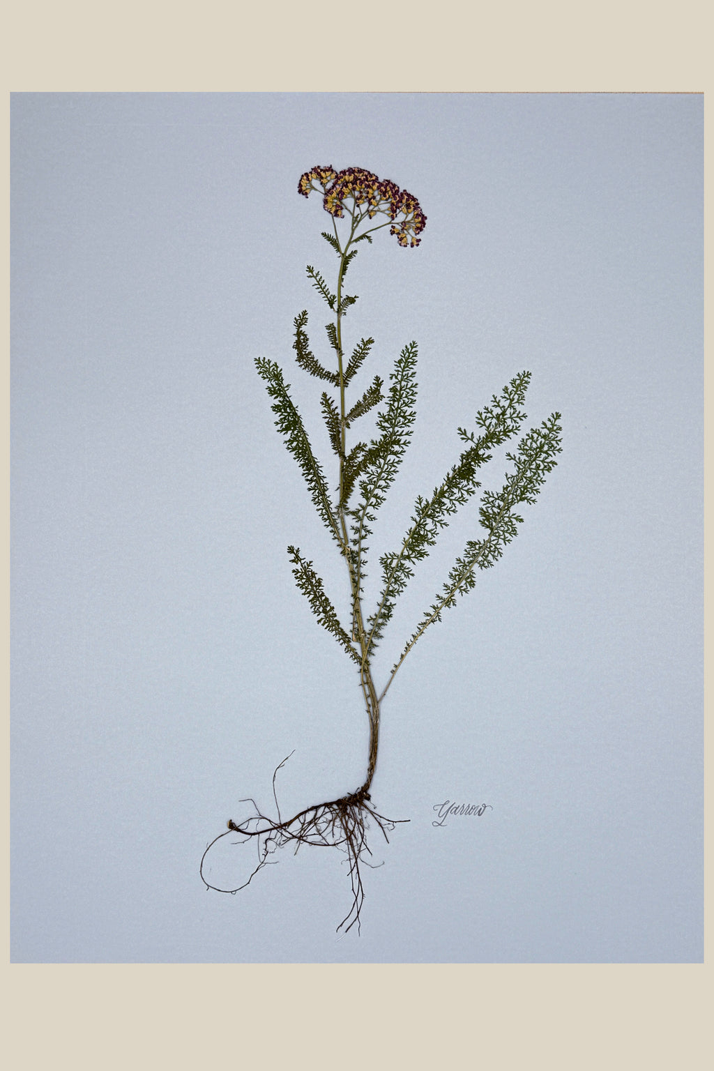 Yarrow with Roots on Blue