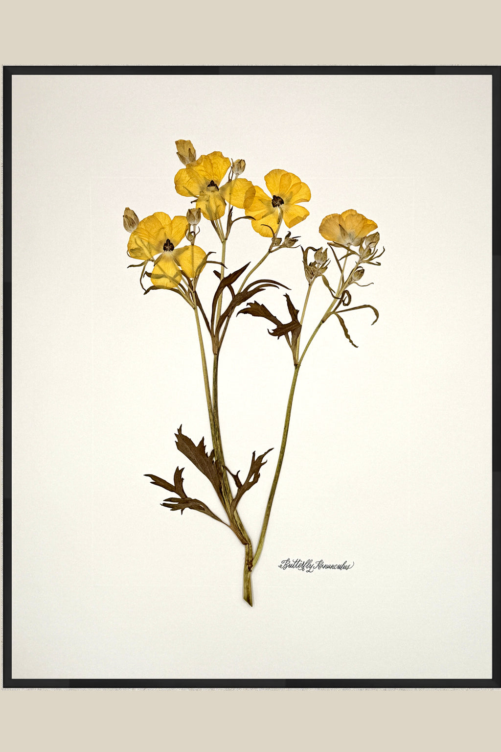 Yellow Butterfly Ranunculus on Ivory