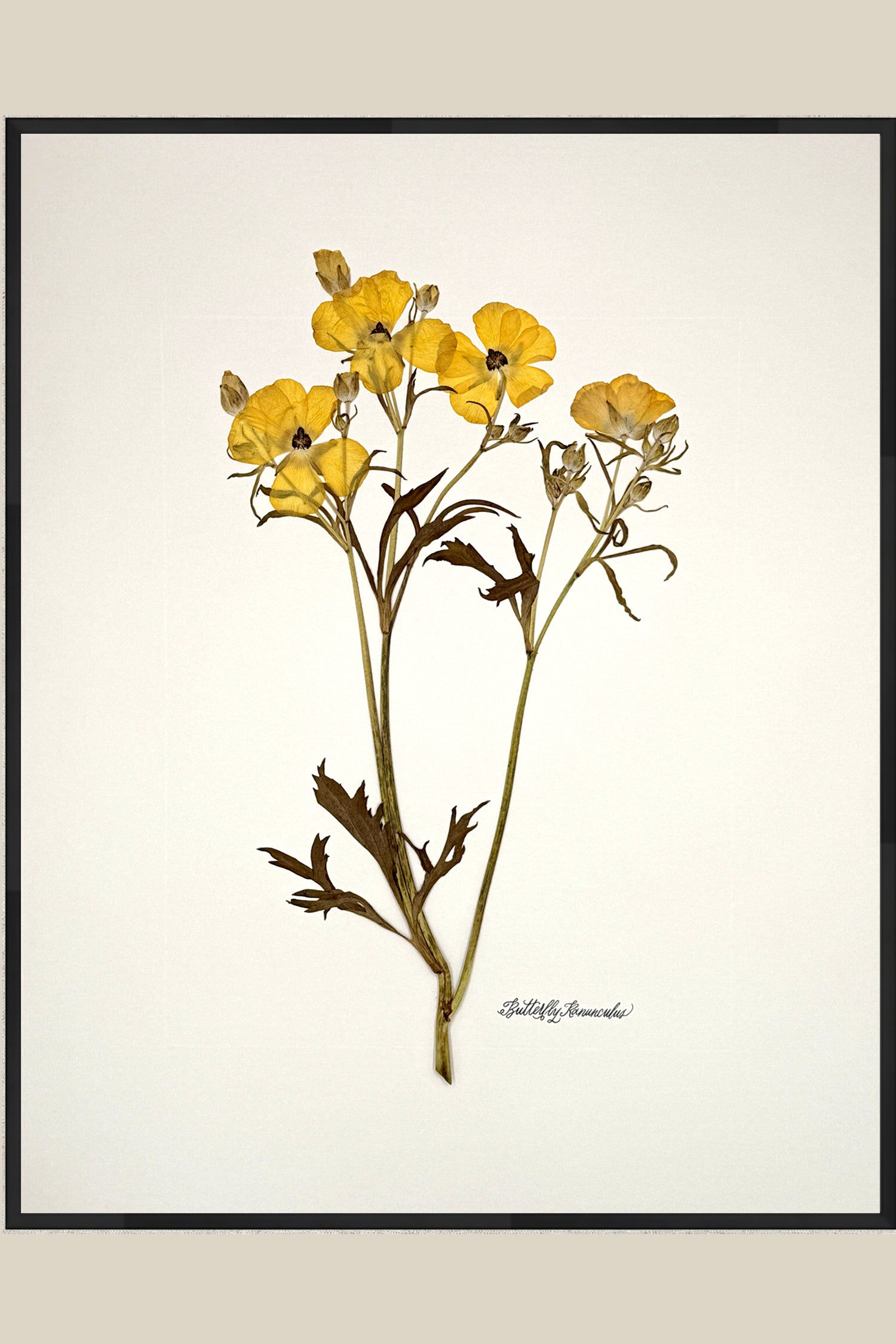 Yellow Butterfly Ranunculus on Ivory