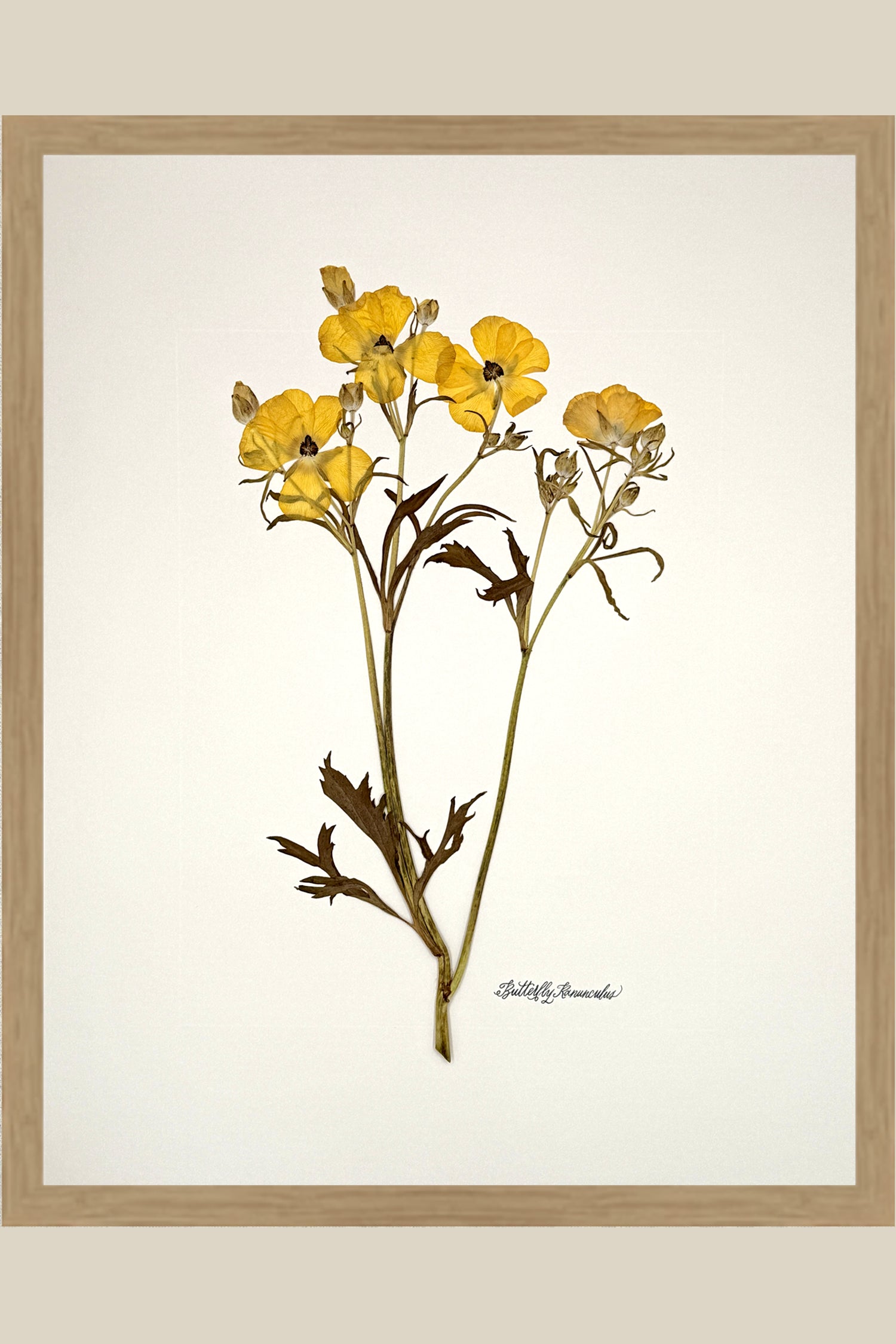 Yellow Butterfly Ranunculus on Ivory